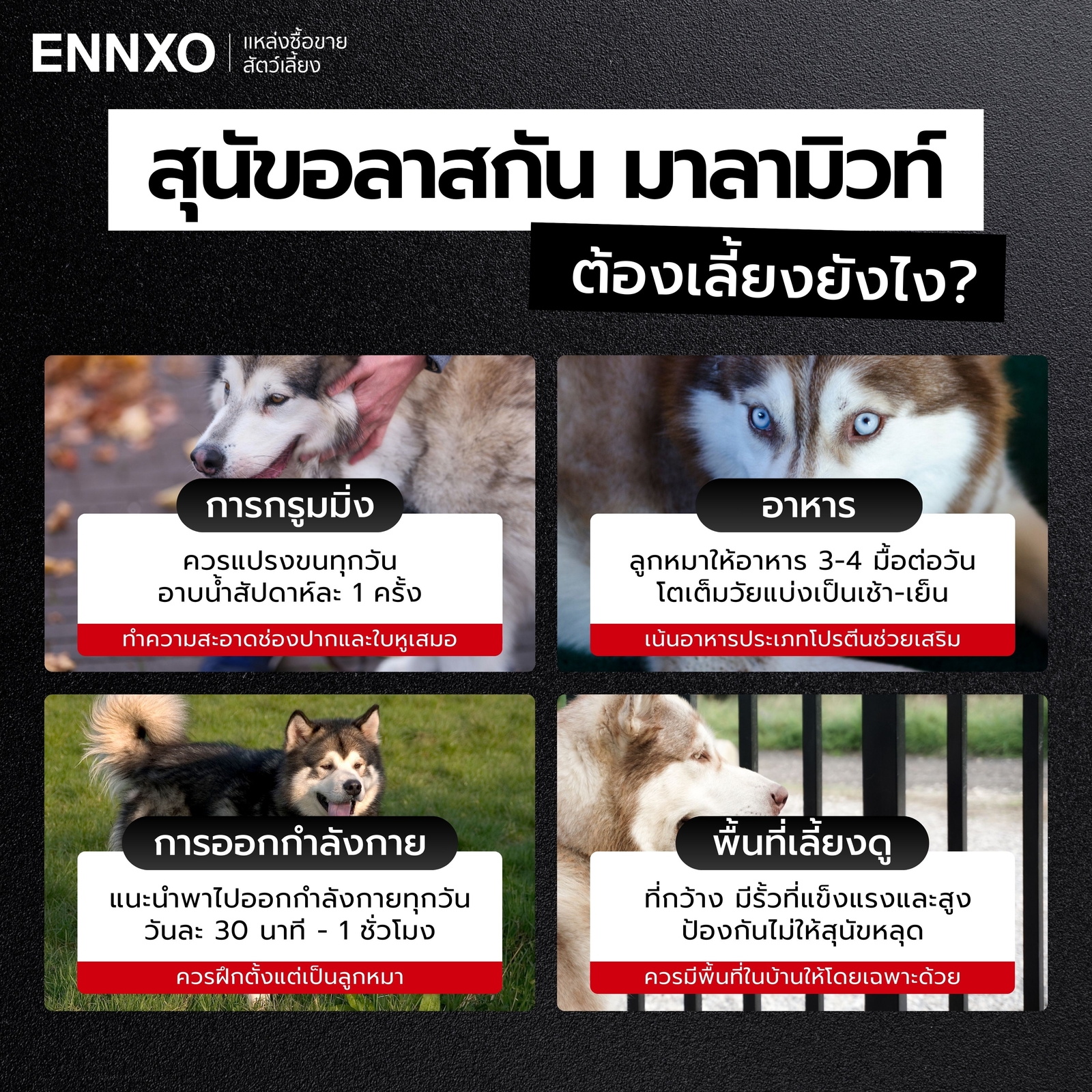 สุนัขอลาสกัน มาลามิวท์ วิธีเลี้ยงยากไหม