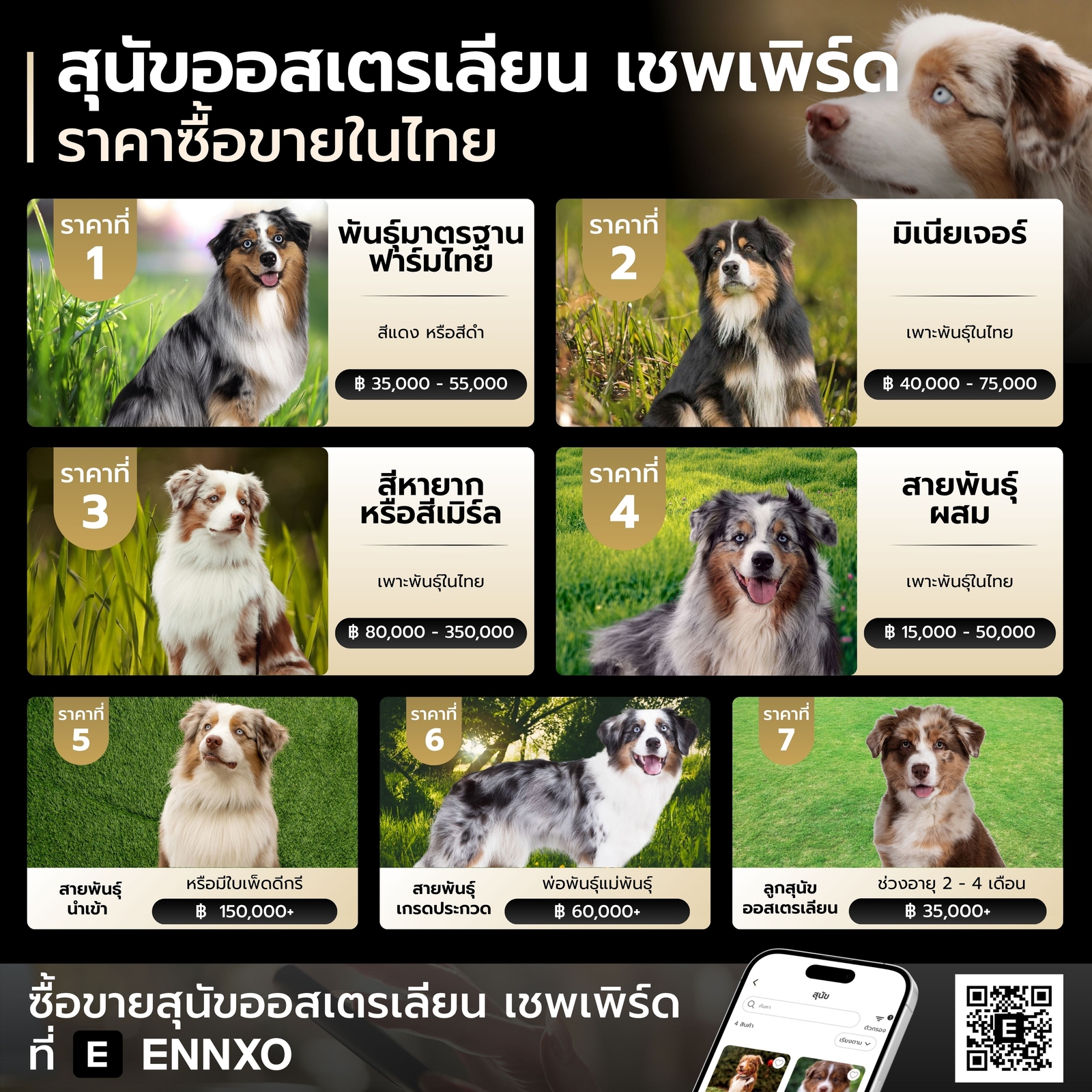 สุนัขออสเตรเลียน-เชพเพิร์ด-ราคาไทย