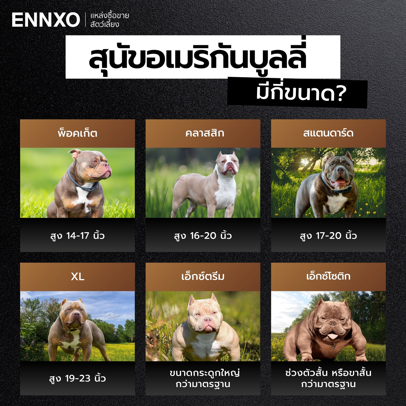 สุนัขอเมริกันบูลลี่ มีกี่ขนาด