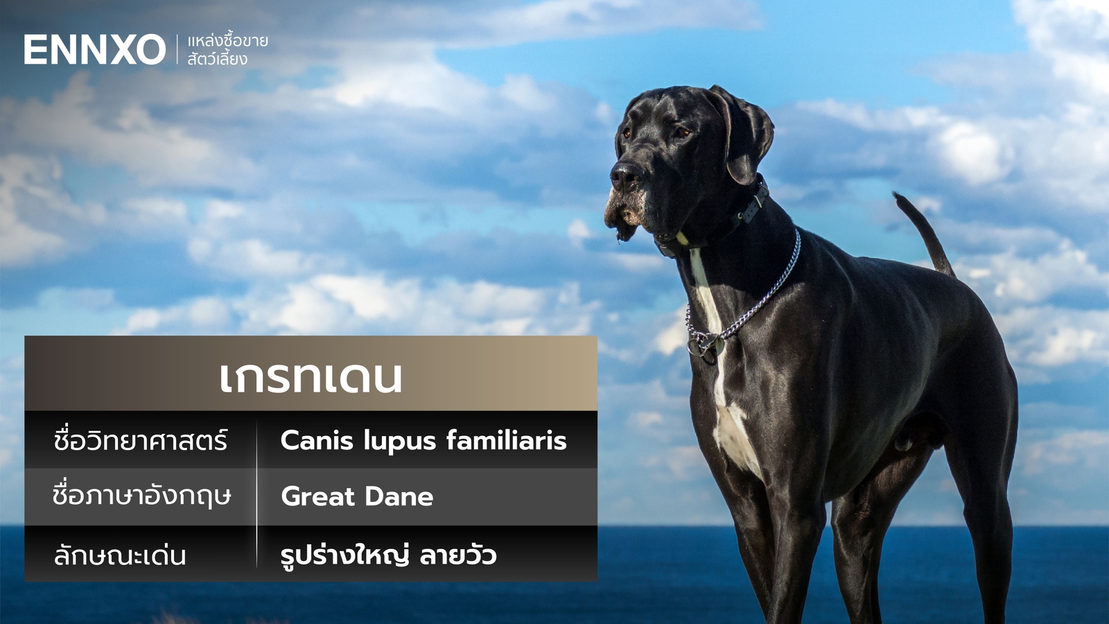 สุนัขเกรทเดน-ชื่อภาษาอังกฤษ