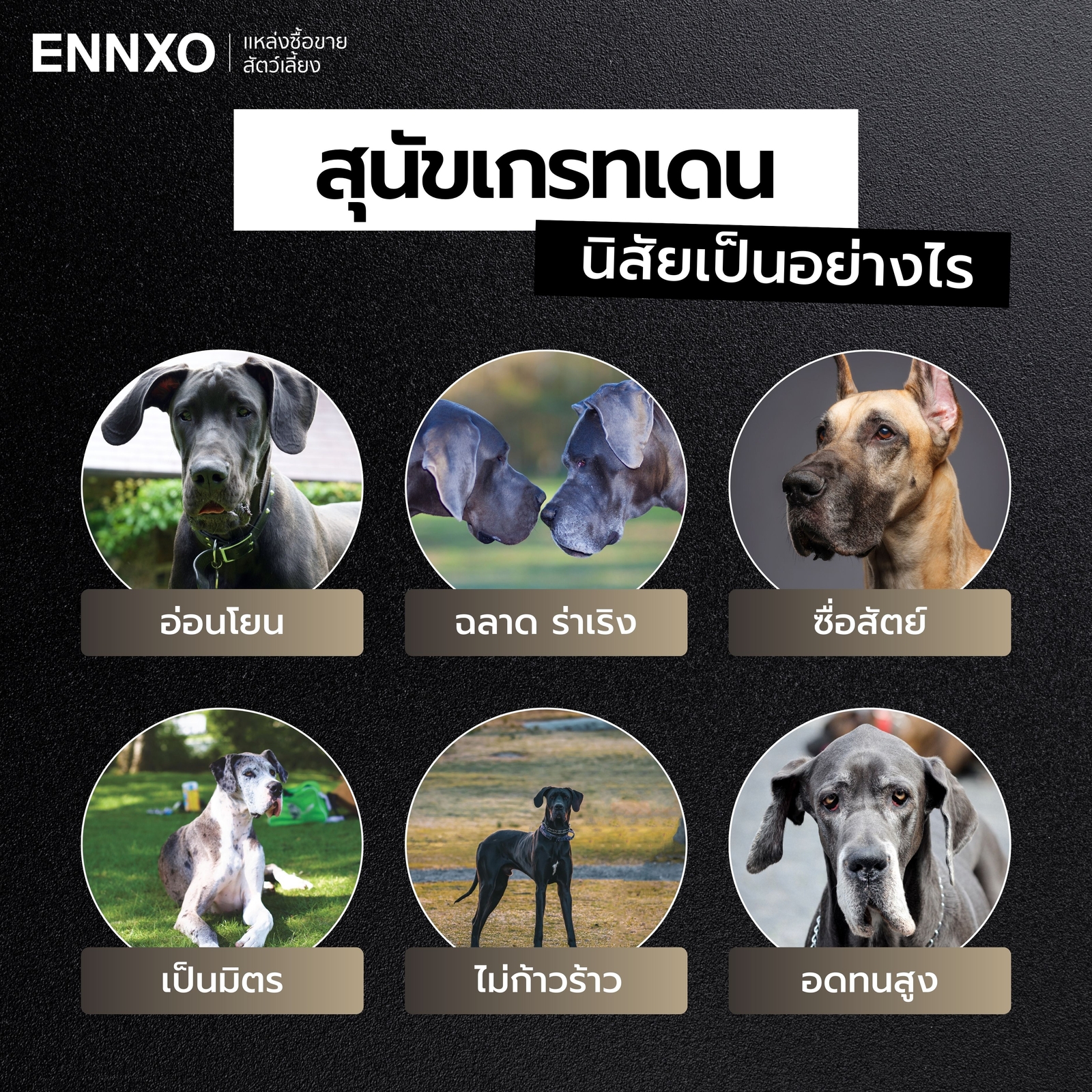 สุนัขเกรทเดน-นิสัยยังไง