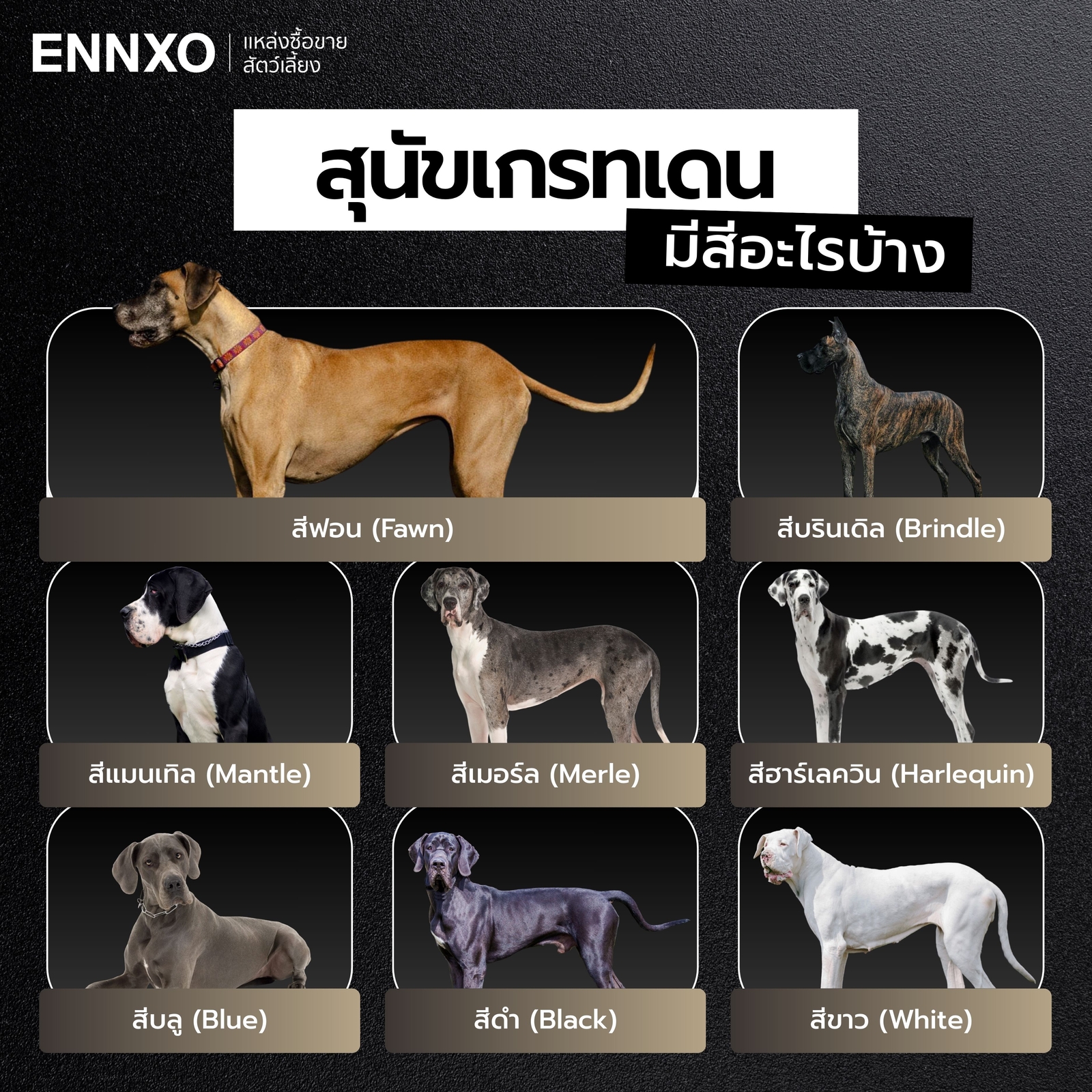 สุนัขเกรทเดน-มีกี่สีอะไรบ้าง