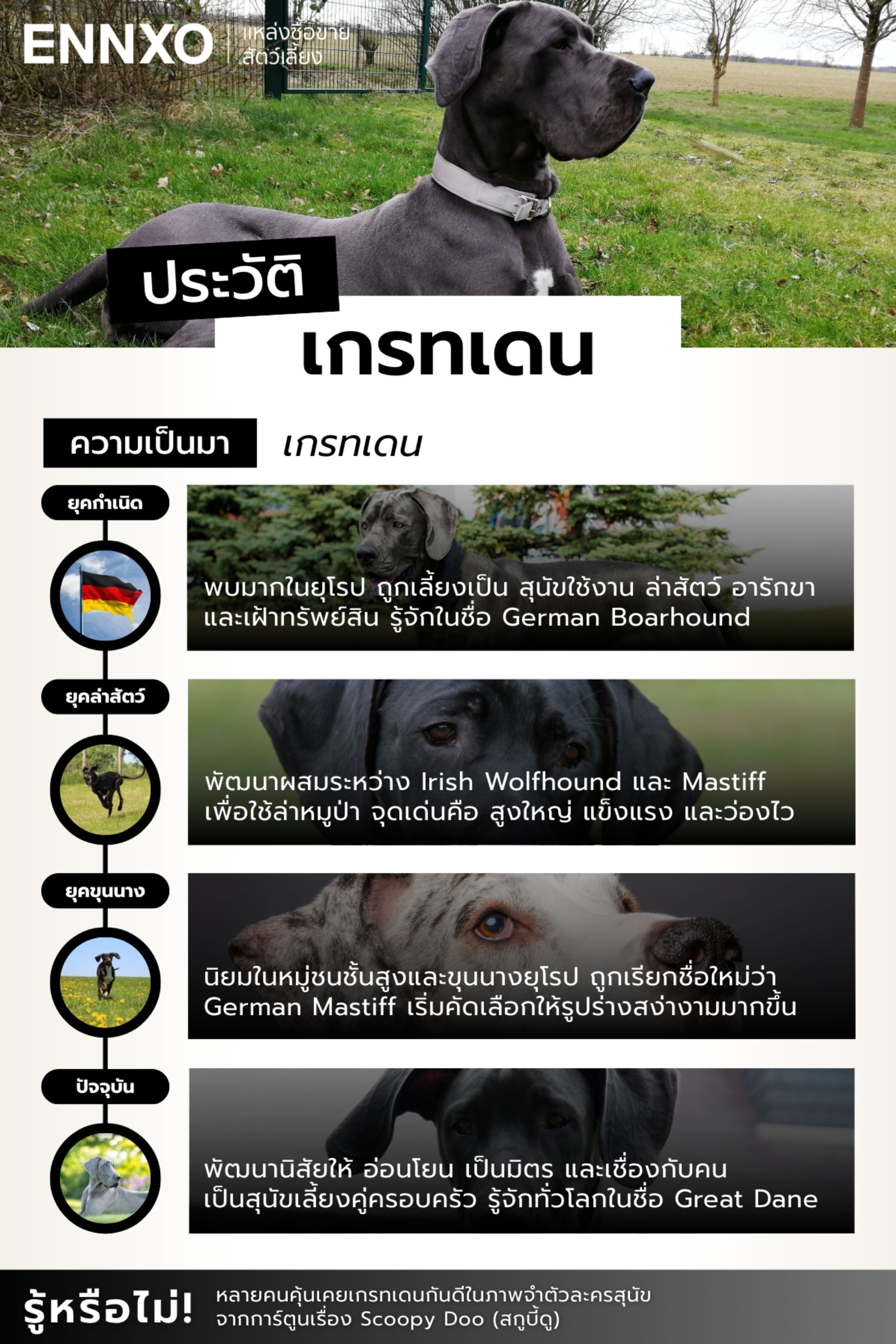 สุนัขเกรทเดน-หมาพันธุ์ประเทศอะไร