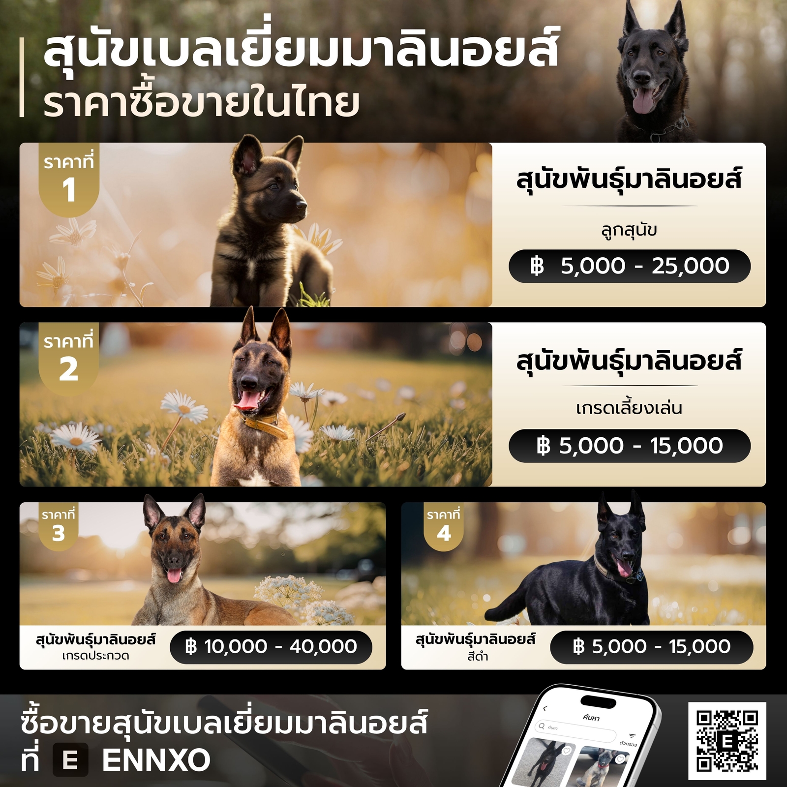 สุนัขเบลเยี่ยมมาลินอยส์ ราคา ปัจจุบัน