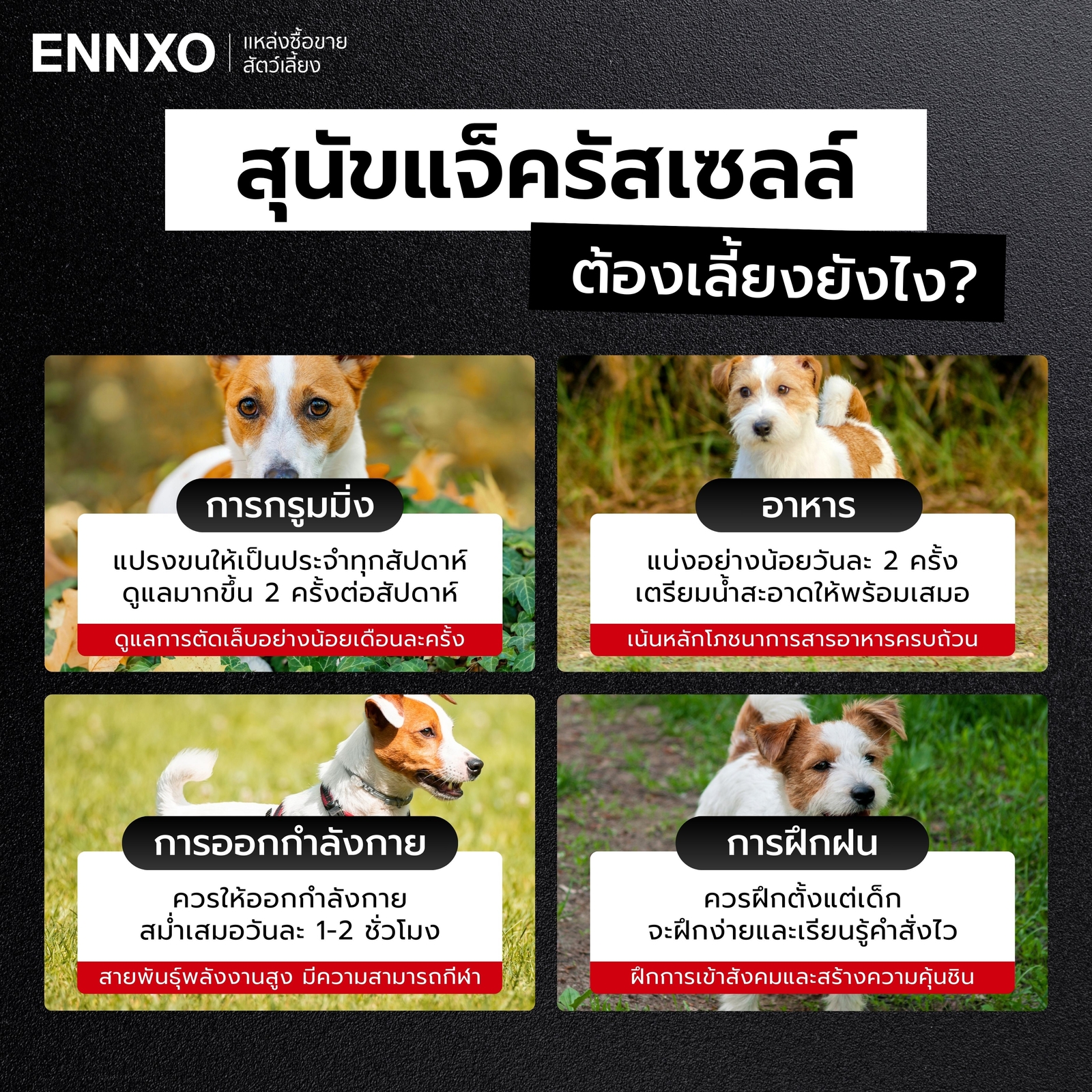 สุนัขแจ็ครัสเซลล์-กินอะไร