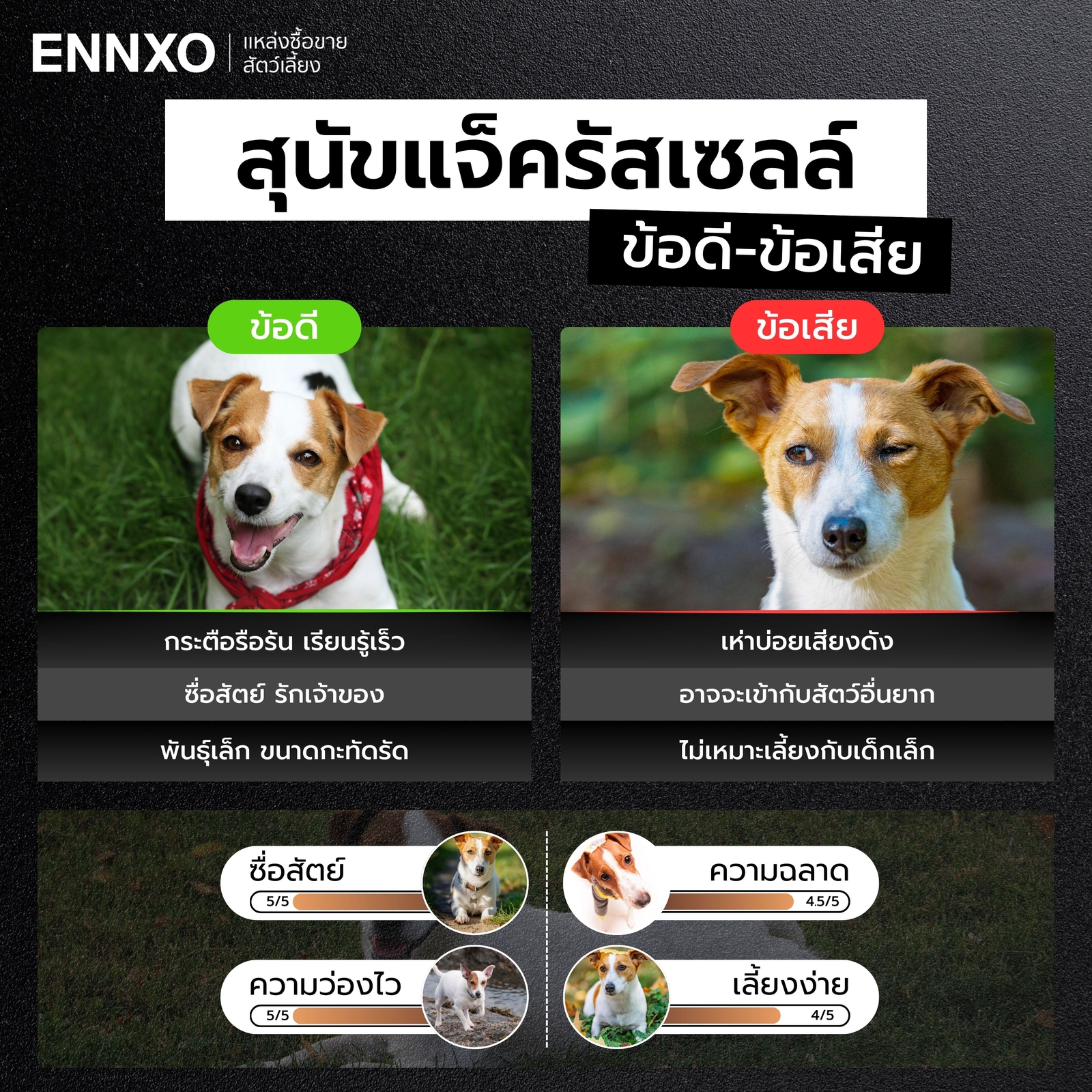 สุนัขแจ็ครัสเซลล์-ข้อดี-ข้อเสีย