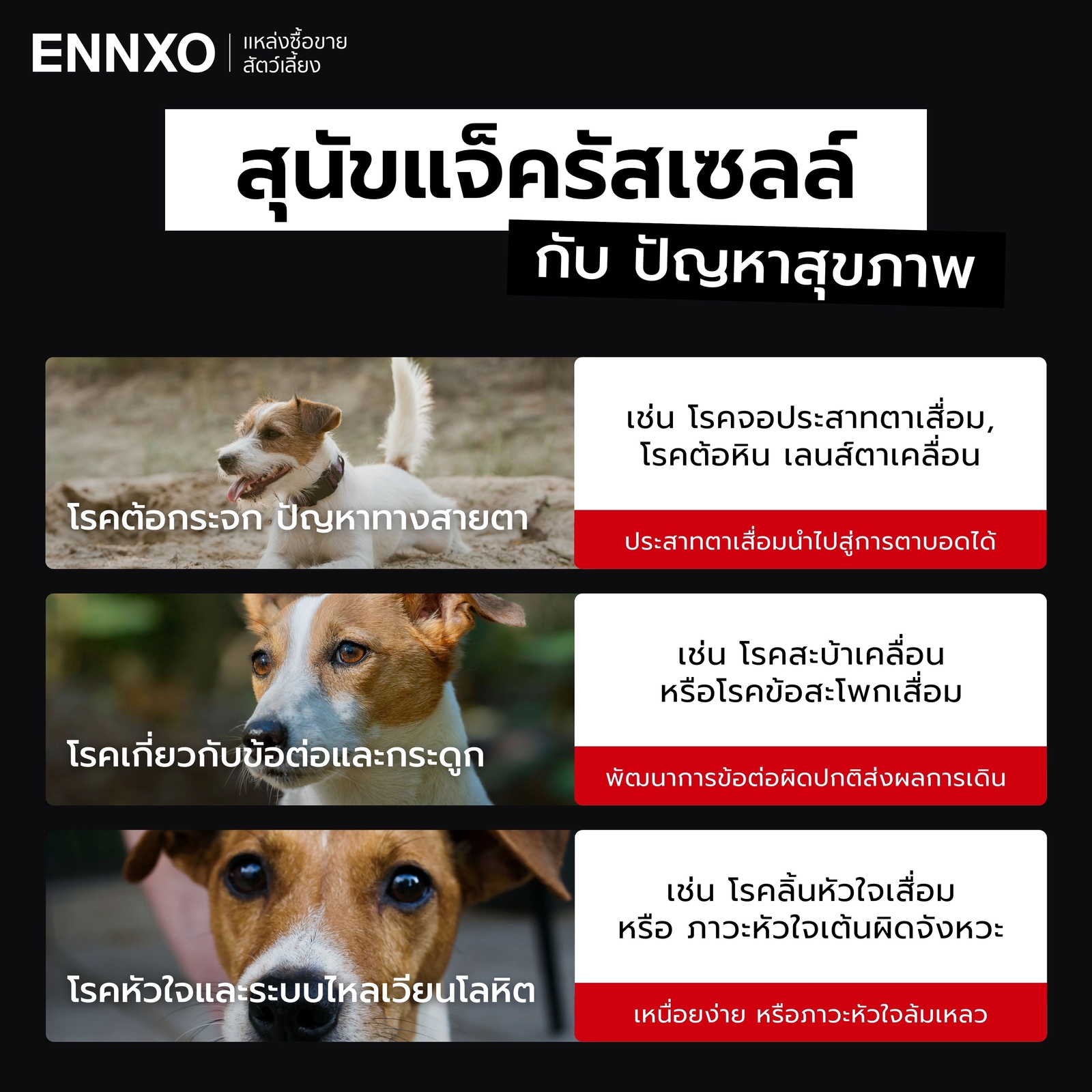 สุนัขแจ็ครัสเซลล์-ปัญหาสุขภาพ