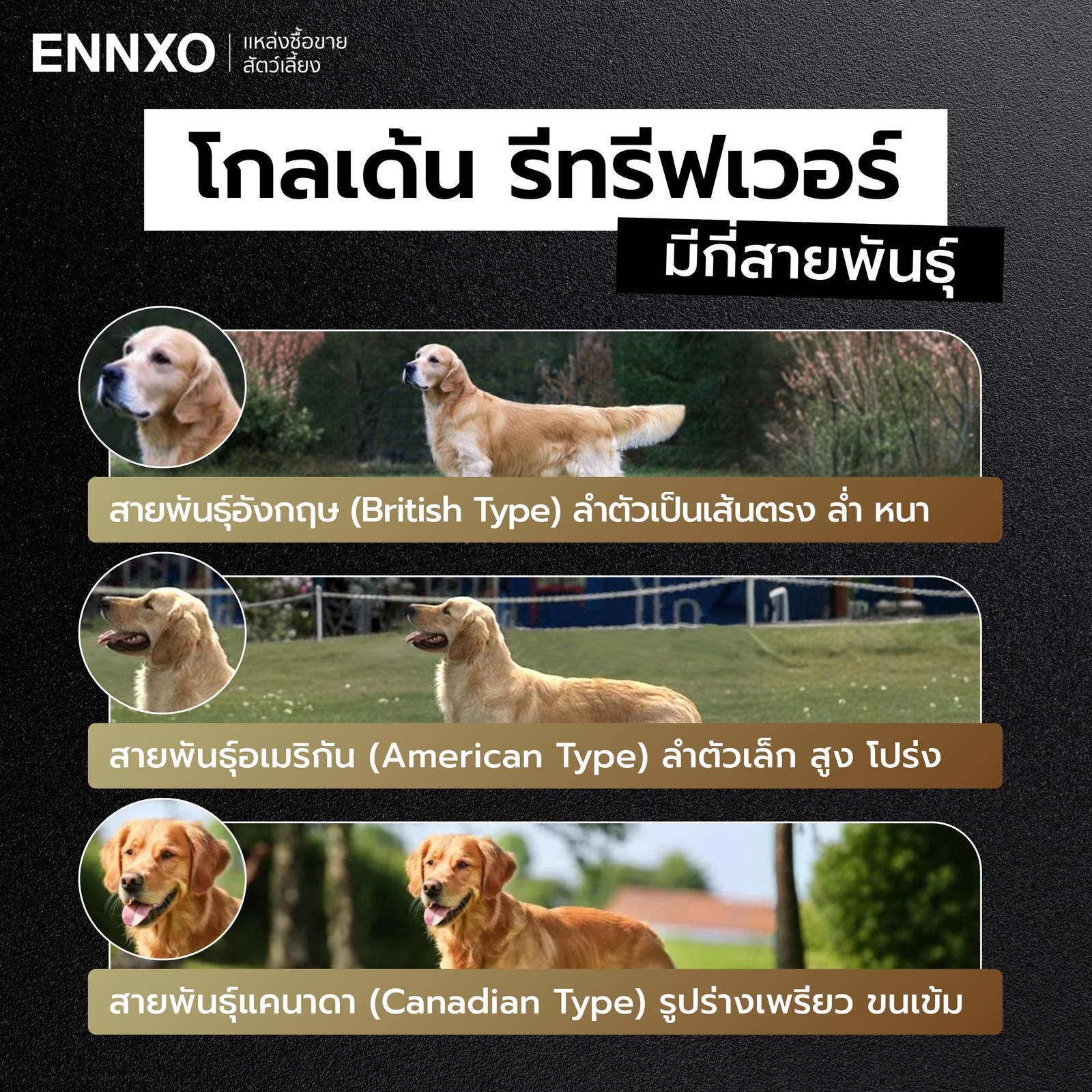 สายพันธุ์ทั้งหมดของสุนัขโกลเด้น