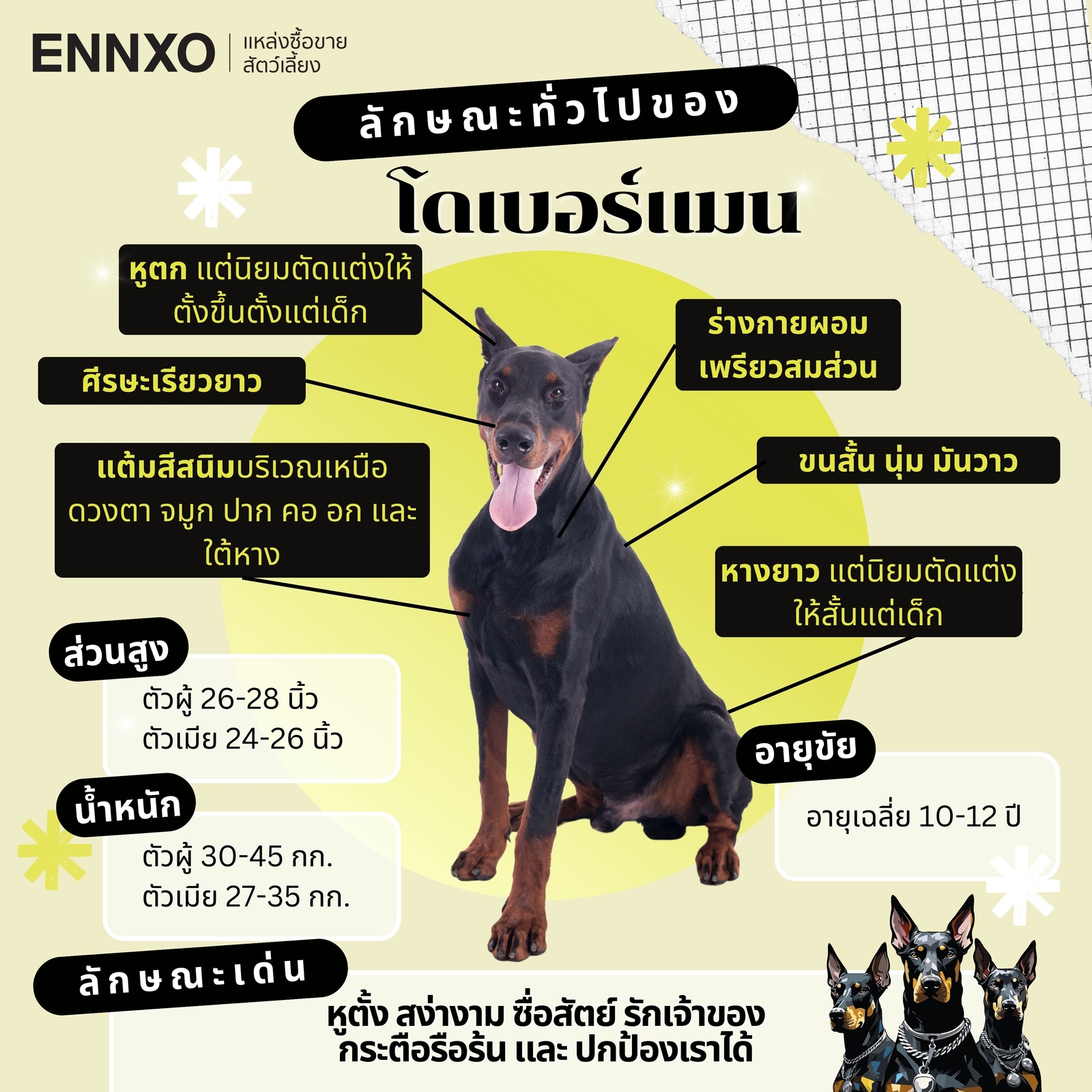 โดเบอร์แมน ลักษณะสำคัญ