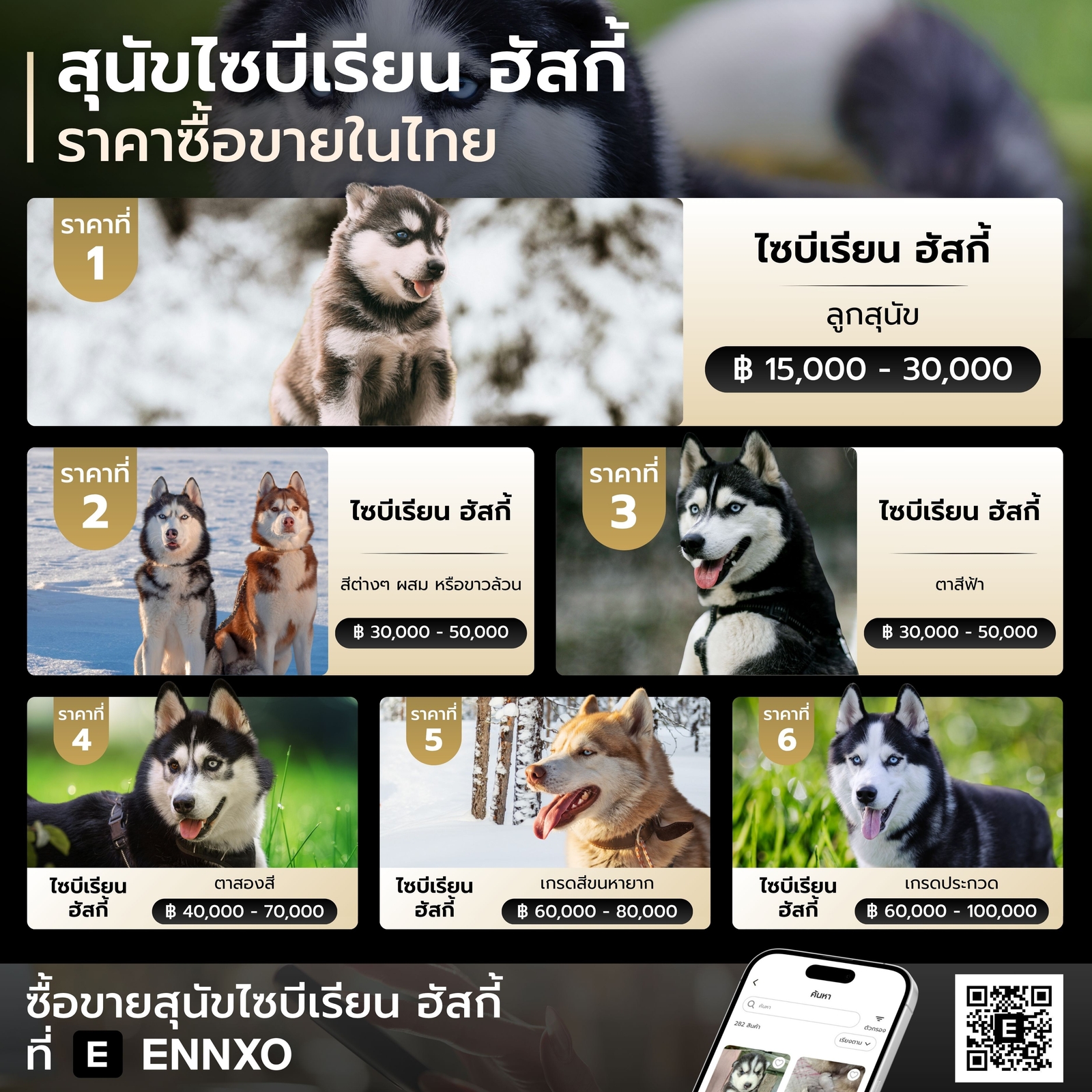 สุนัขไซบีเรียน ฮัสกี้ ราคาเท่าไหร่