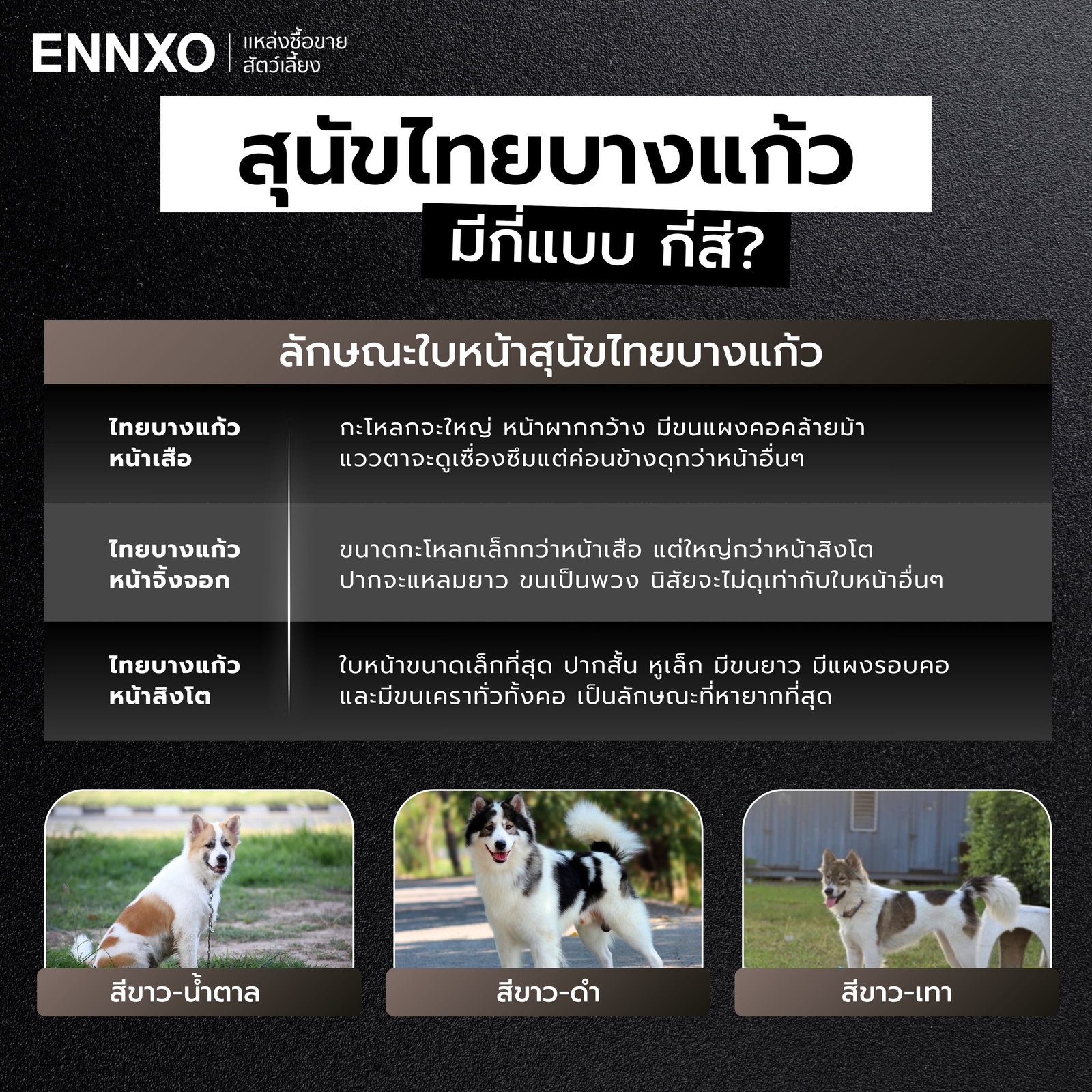 สุนัขไทยบางแก้ว มีกี่สี