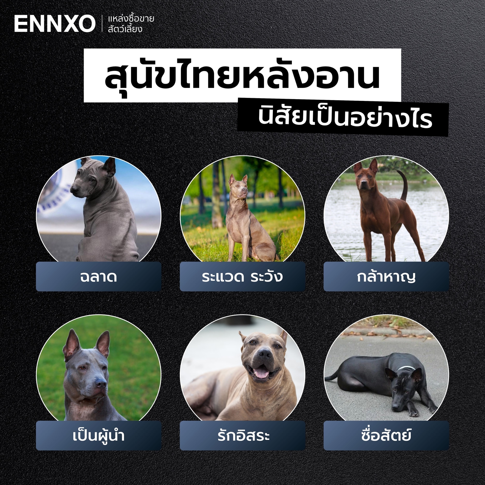 สุนัขไทยหลังอาน มีนิสัยอย่างไร ดุจริงไหม