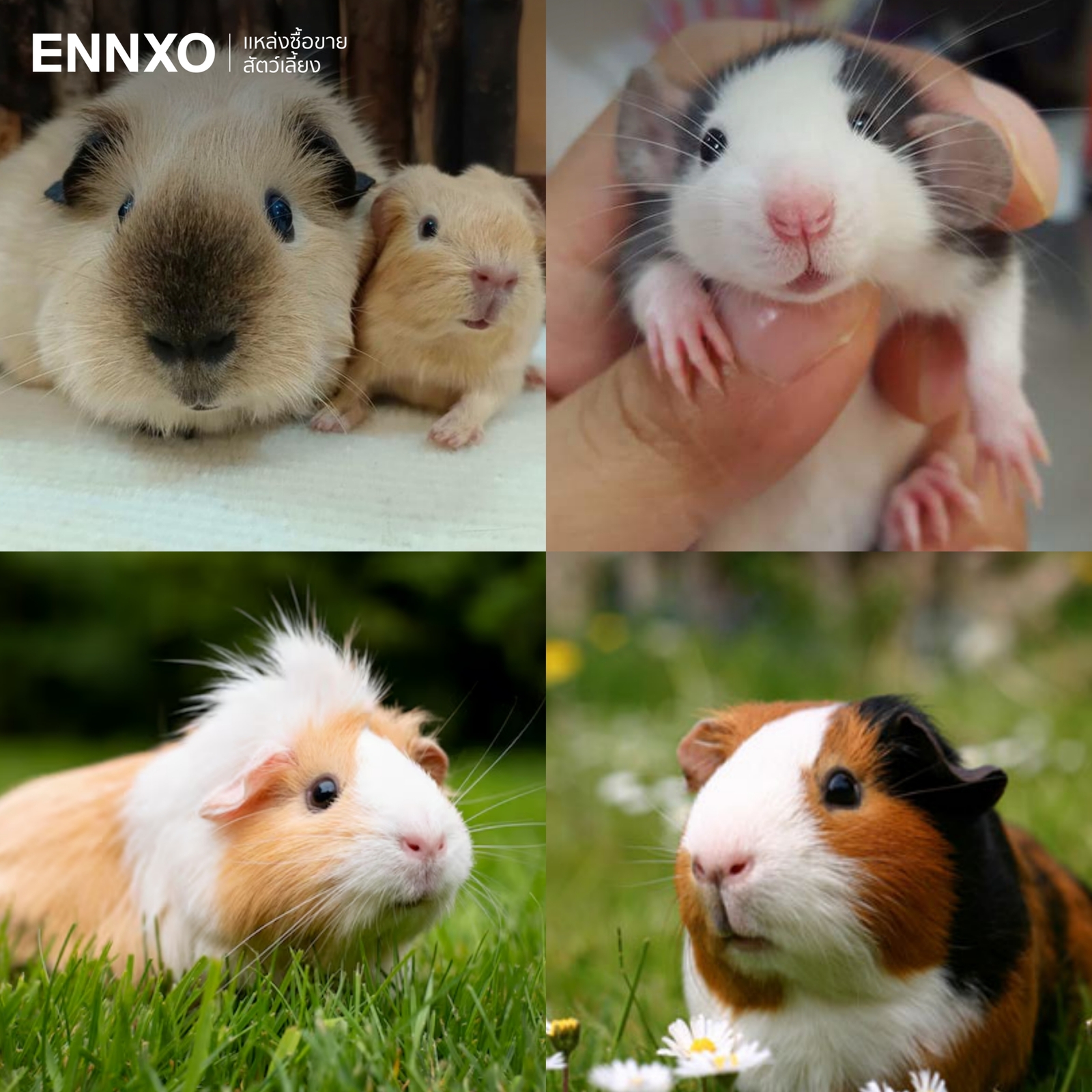 รูปหนูเลี้ยง