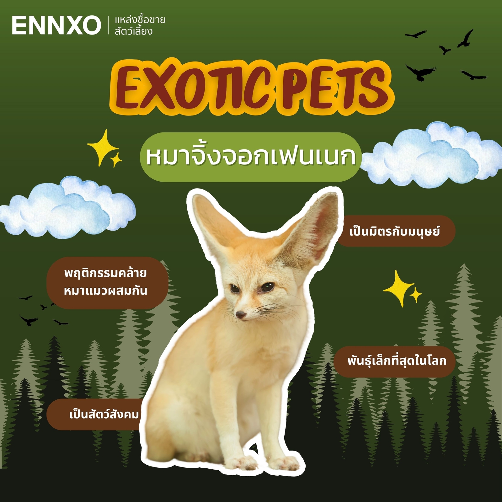 หมาจิ้งจอกเฟนเนก Fennec Fox เลี้ยงได้ Exotic pet