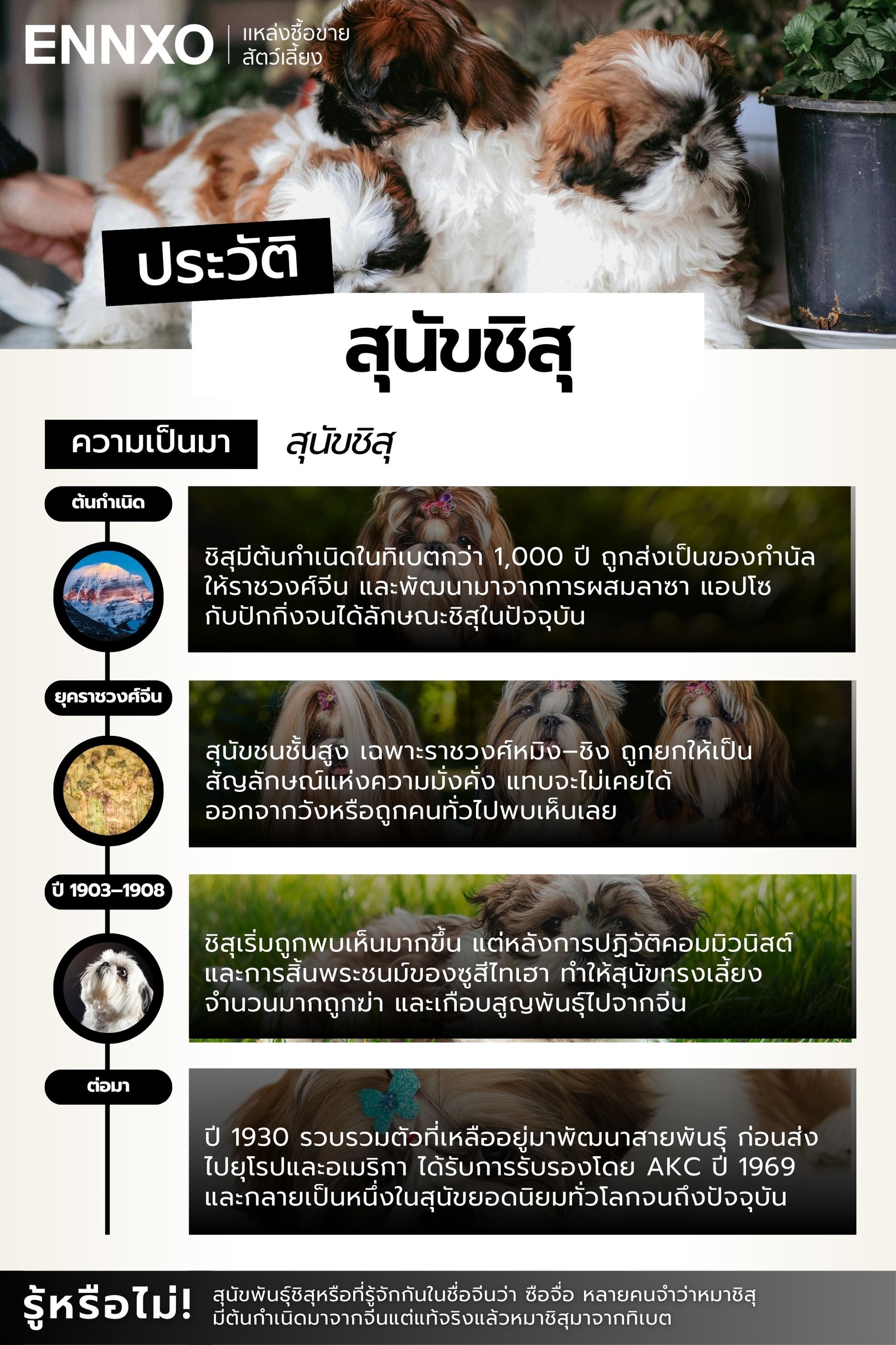 หมาชิสุ มาจากไหน