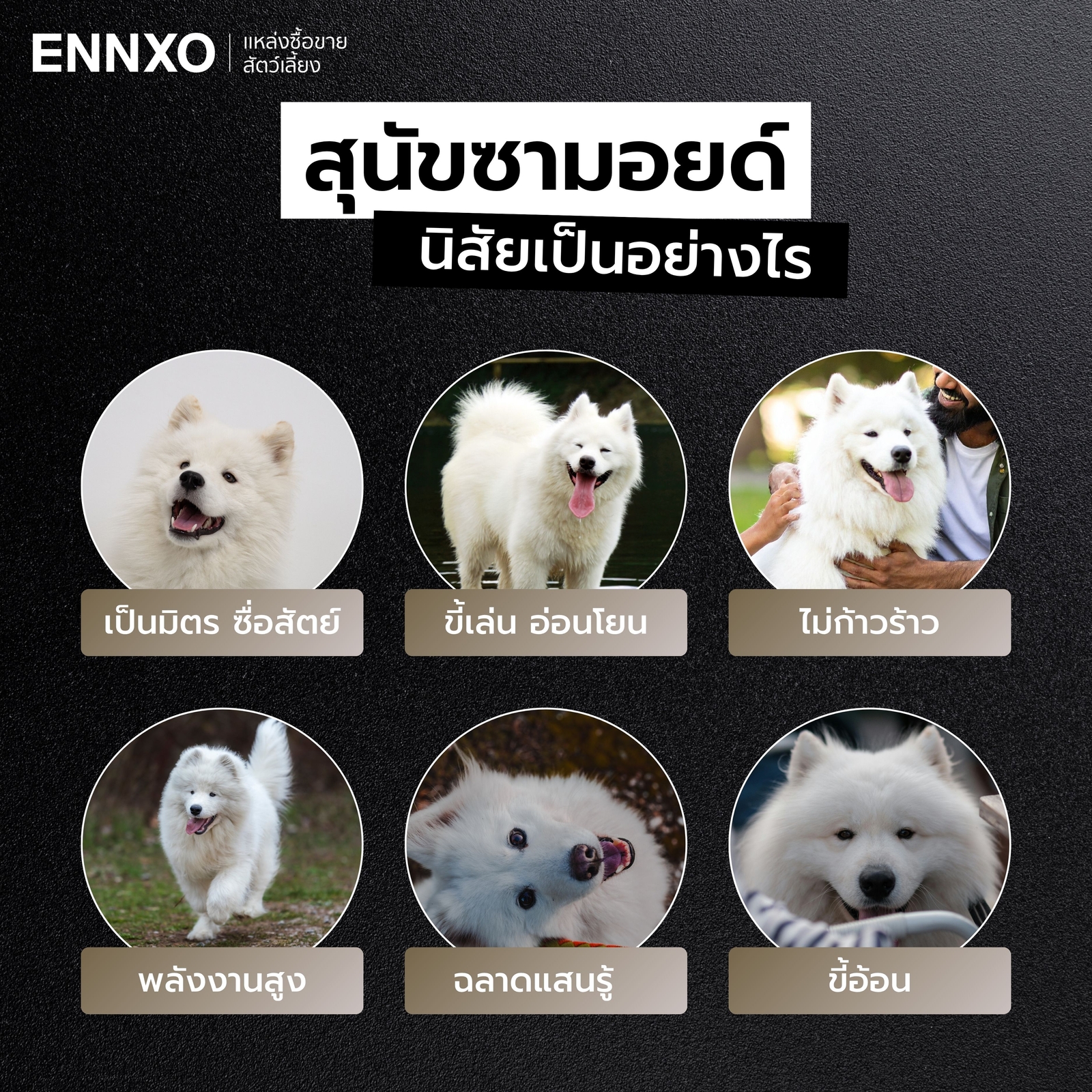 หมาซามอยด์-นิสัยเป็นยังไง