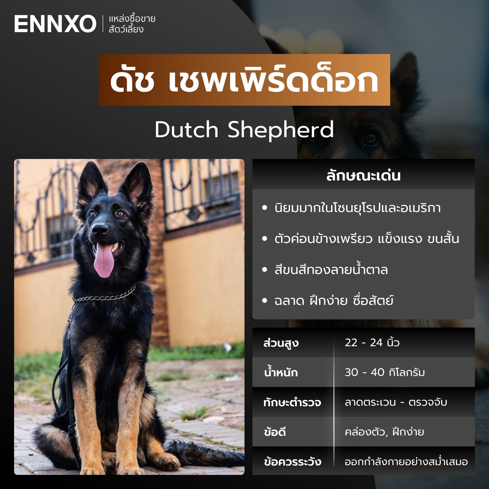 หมาตำรวจ ดัช เชพเพิร์ดด็อก