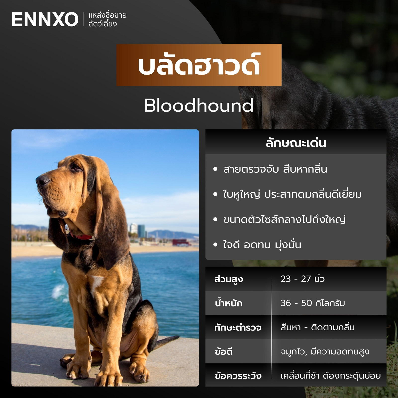 หมาตำรวจ บลัดฮาวด์