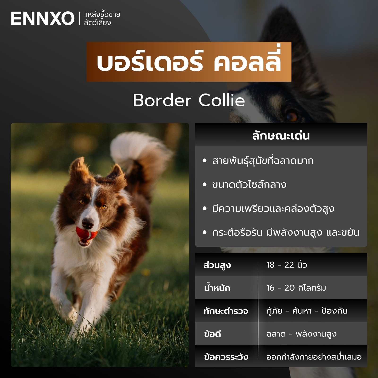 หมาตำรวจ บอร์เดอร์ คอลลี่