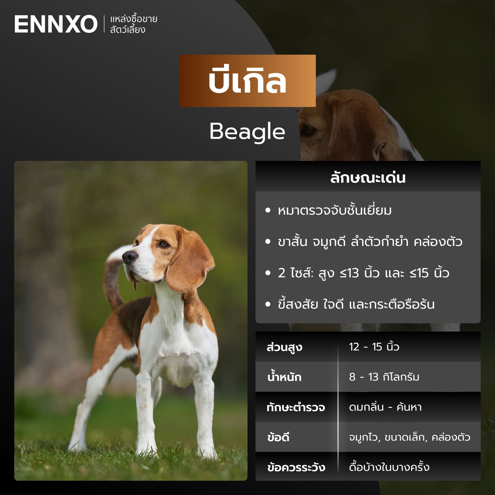 หมาตำรวจ บีเกิล