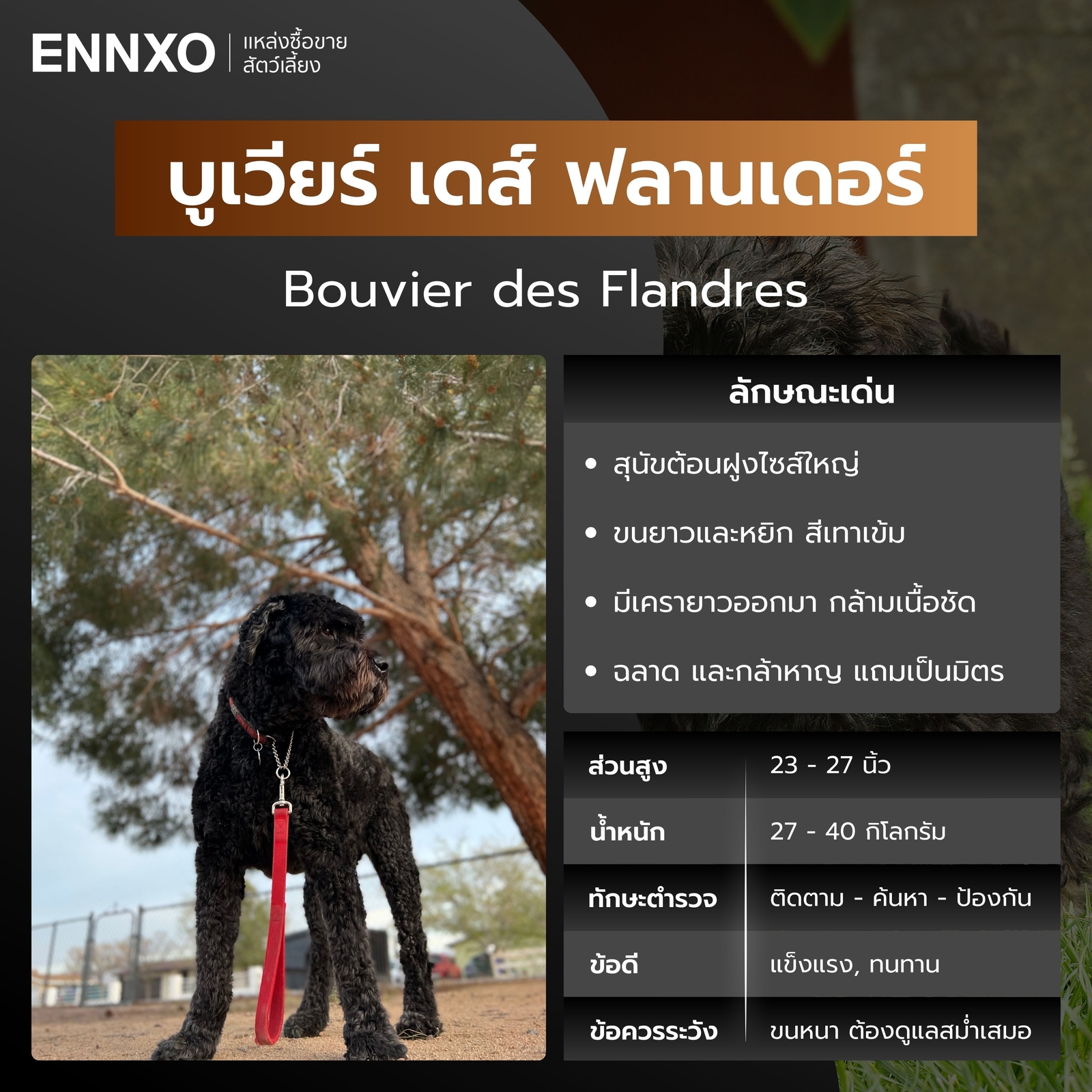 หมาตำรวจ บูเวียร์ เดส์ ฟลานเดอร์