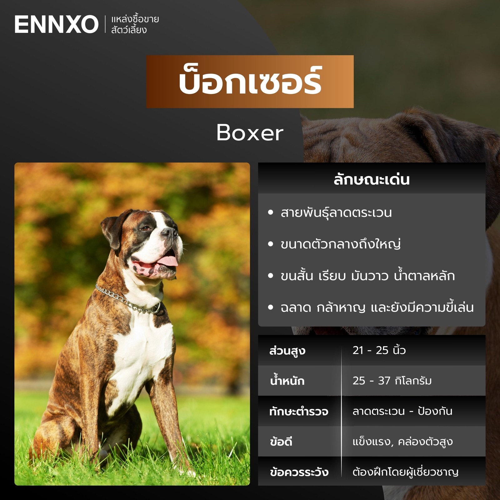 หมาตำรวจ บ็อกเซอร์