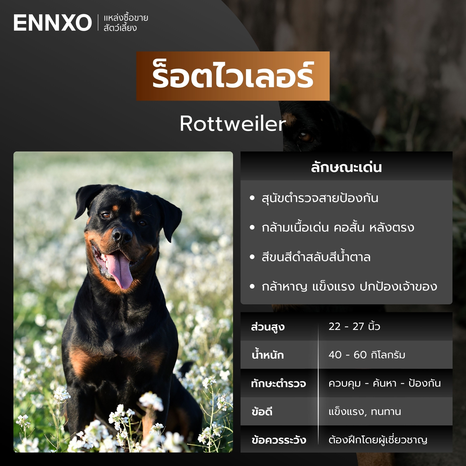 หมาตำรวจ ร็อตไวเลอร์