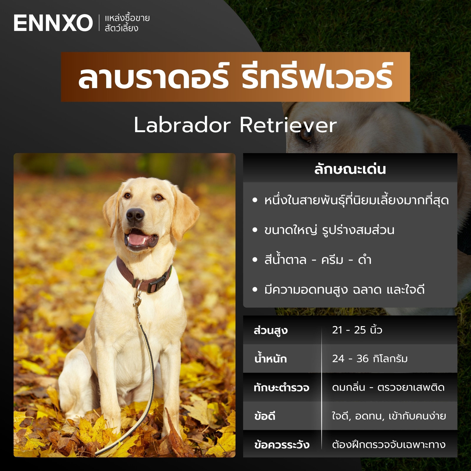 หมาตำรวจ ลาบราดอร์