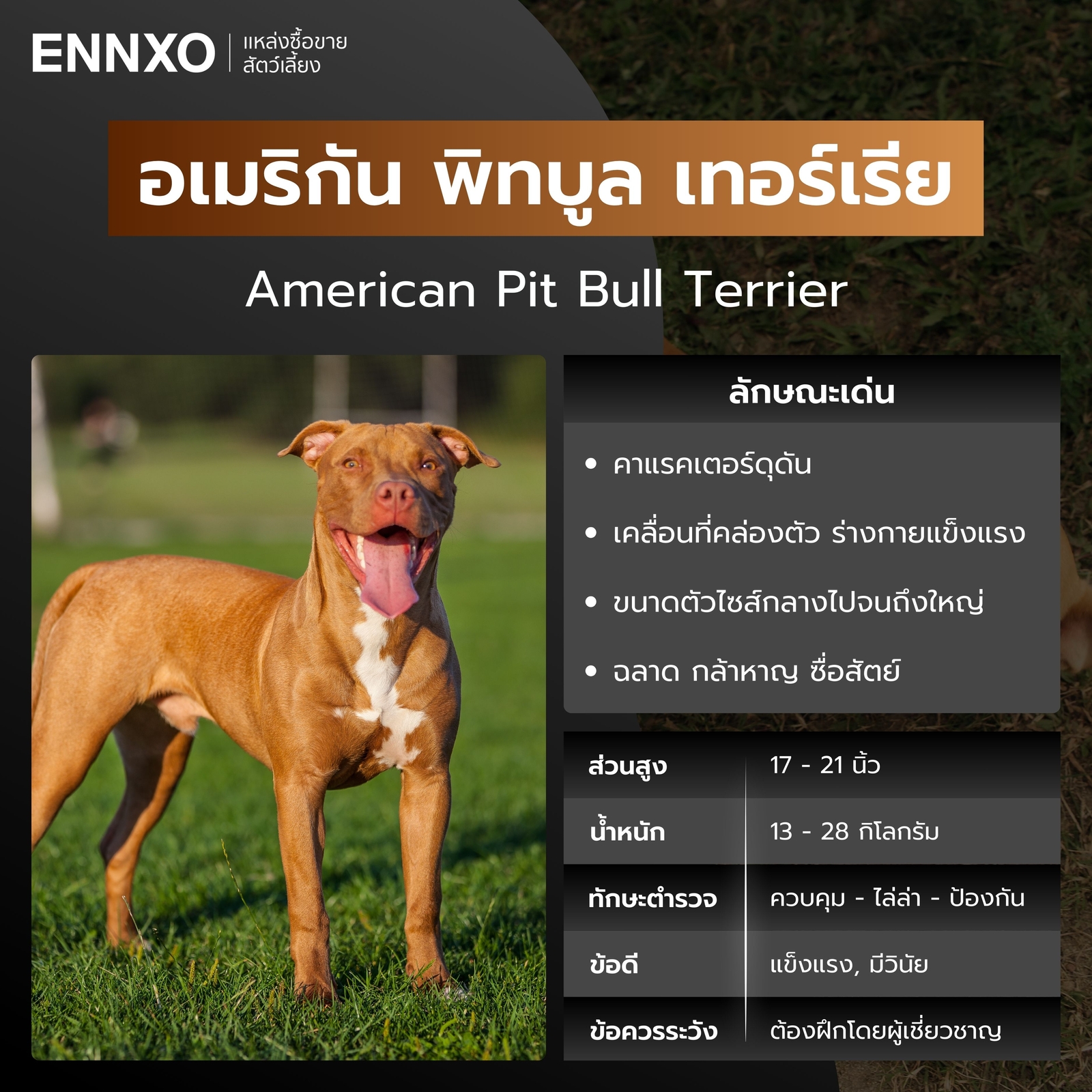 หมาตำรวจ อเมริกัน พิทบูล