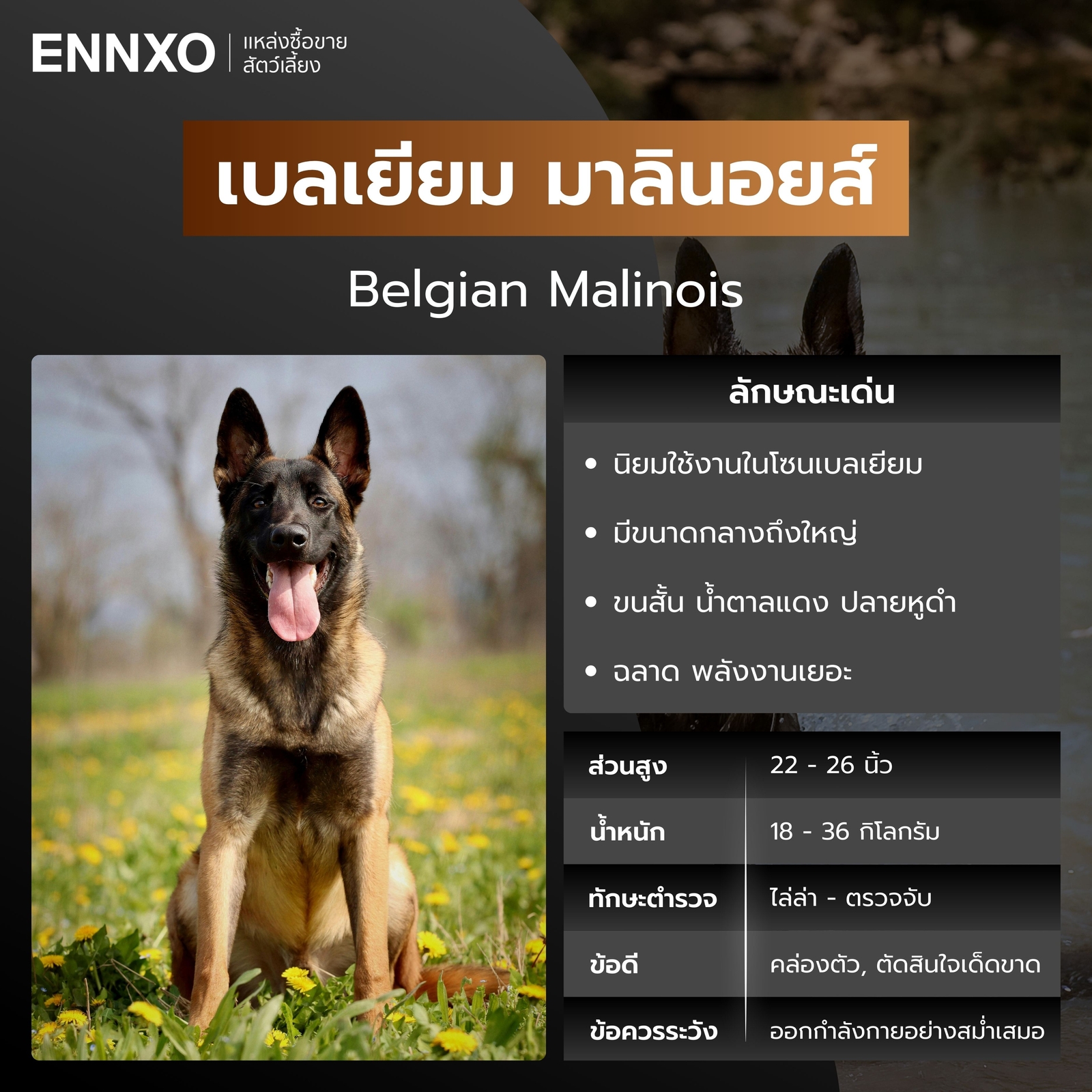 หมาตำรวจ เบลเยียม มาลินอยด์