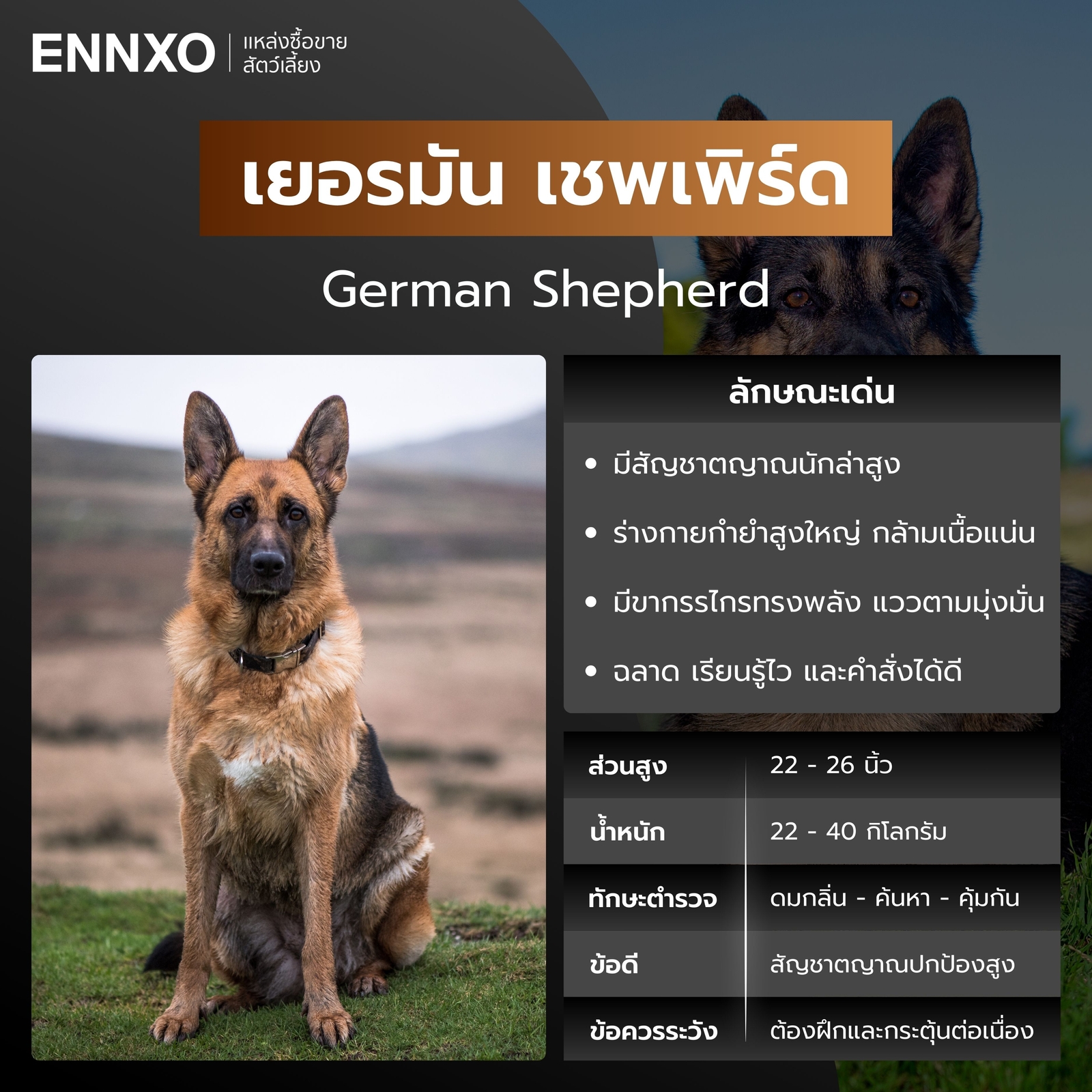 หมาตำรวจ เยอรมัน เชพเพิร์ด