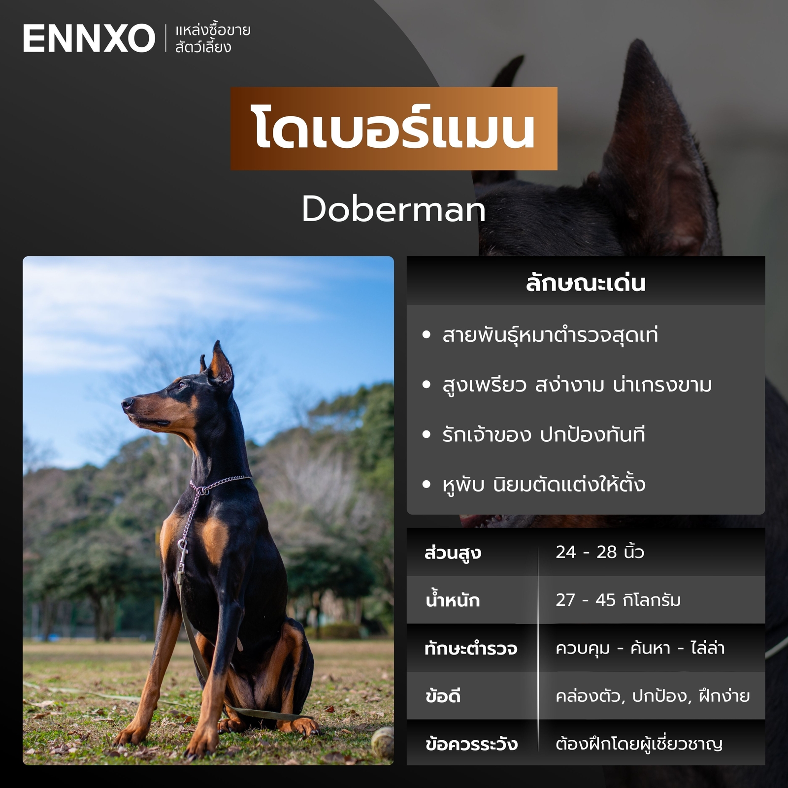 หมาตำรวจ โดเบอร์แมน