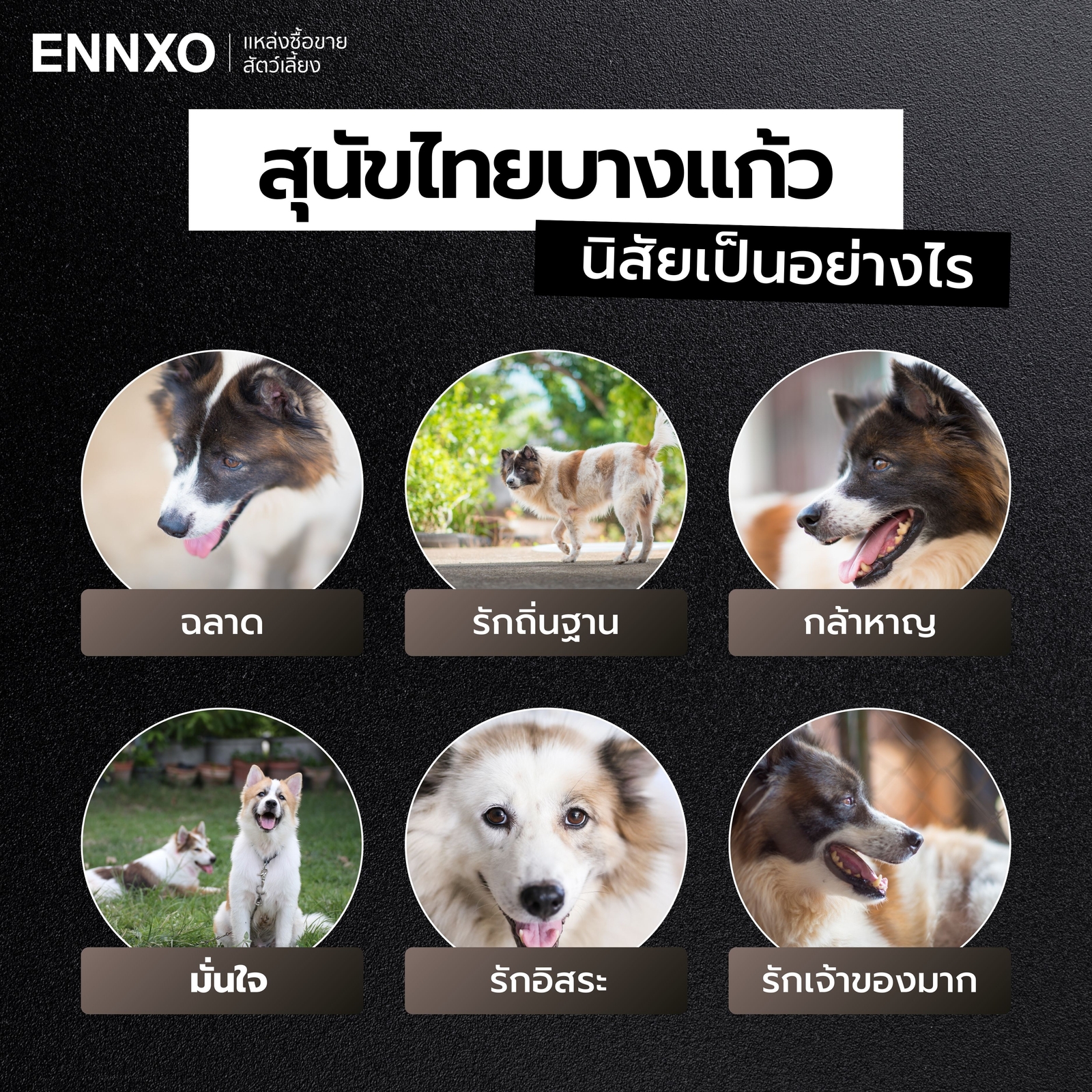 หมาบางแก้ว นิสัยอย่างไร ดุจริงไหม