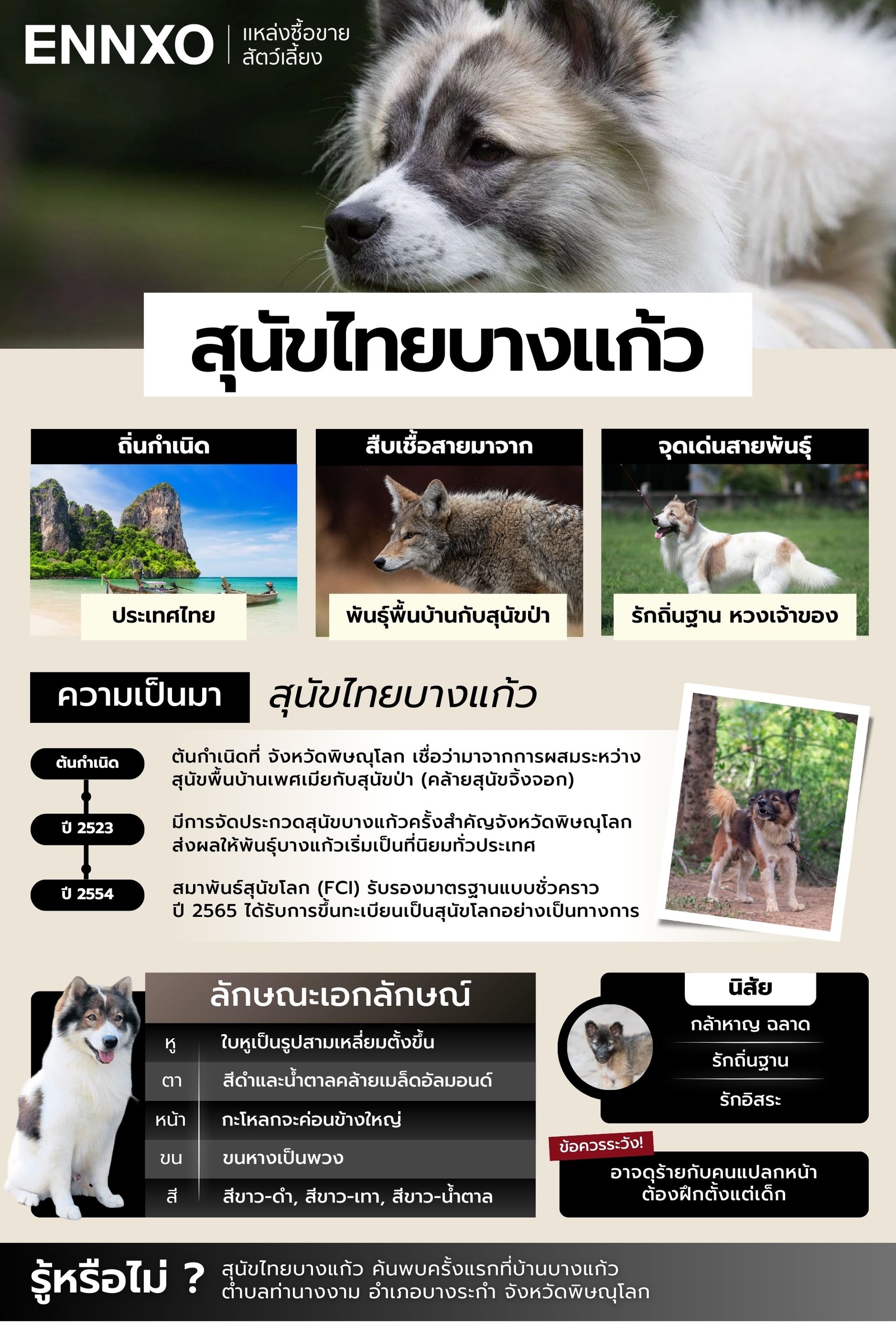 หมาบางแก้ว ลักษณะจุดเด่นสายพันธุ์