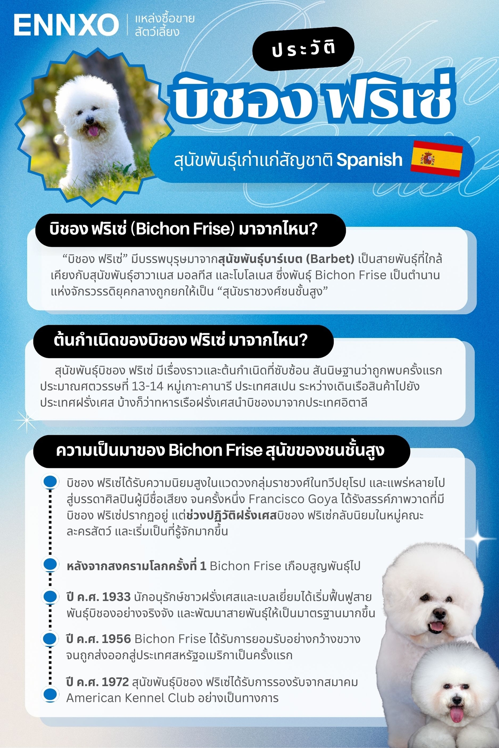 หมาพันธุ์-บิชอง-ฟริเซ่-bichon-frise