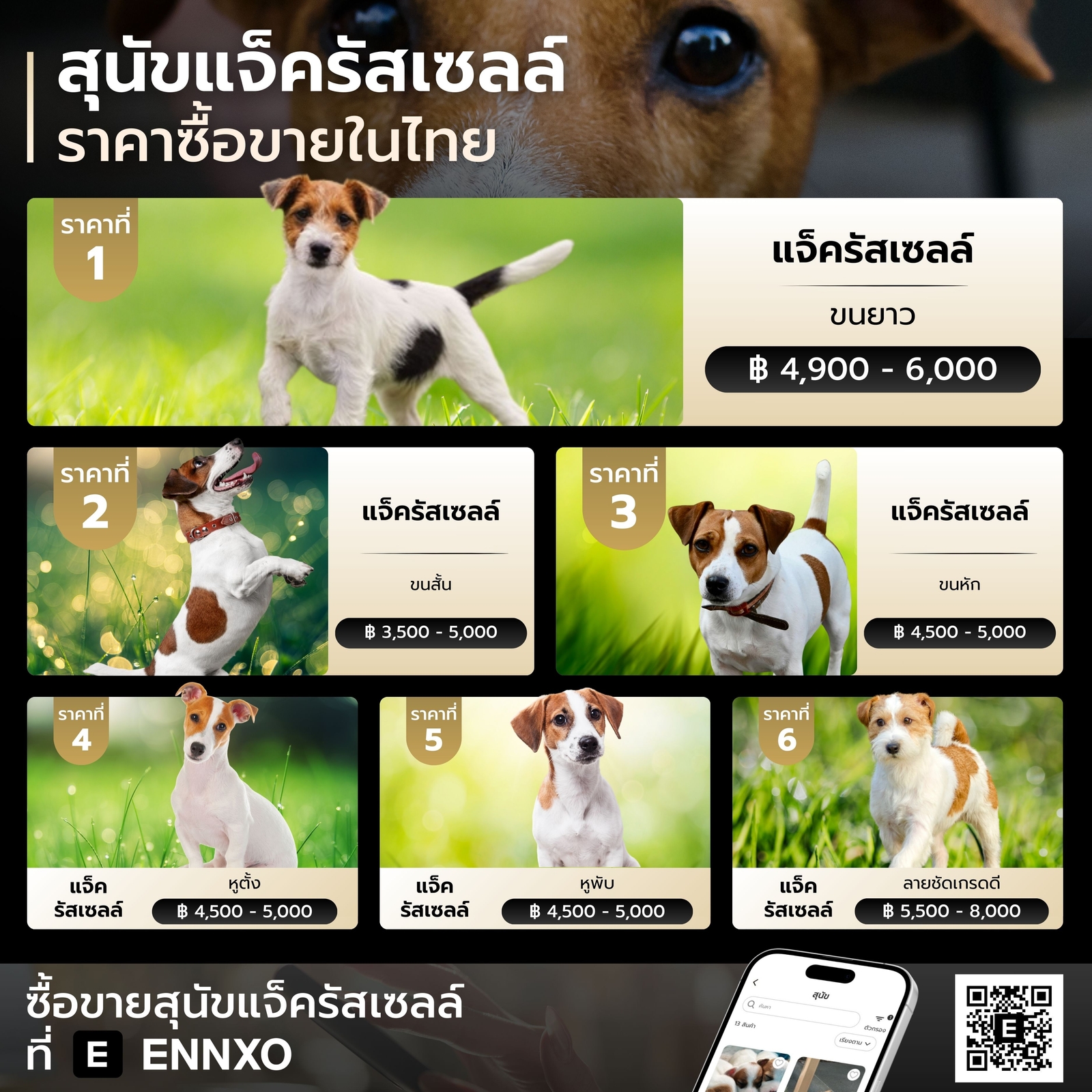 หมาแจ็ครัสเซลล์ ราคาเท่าไหร่