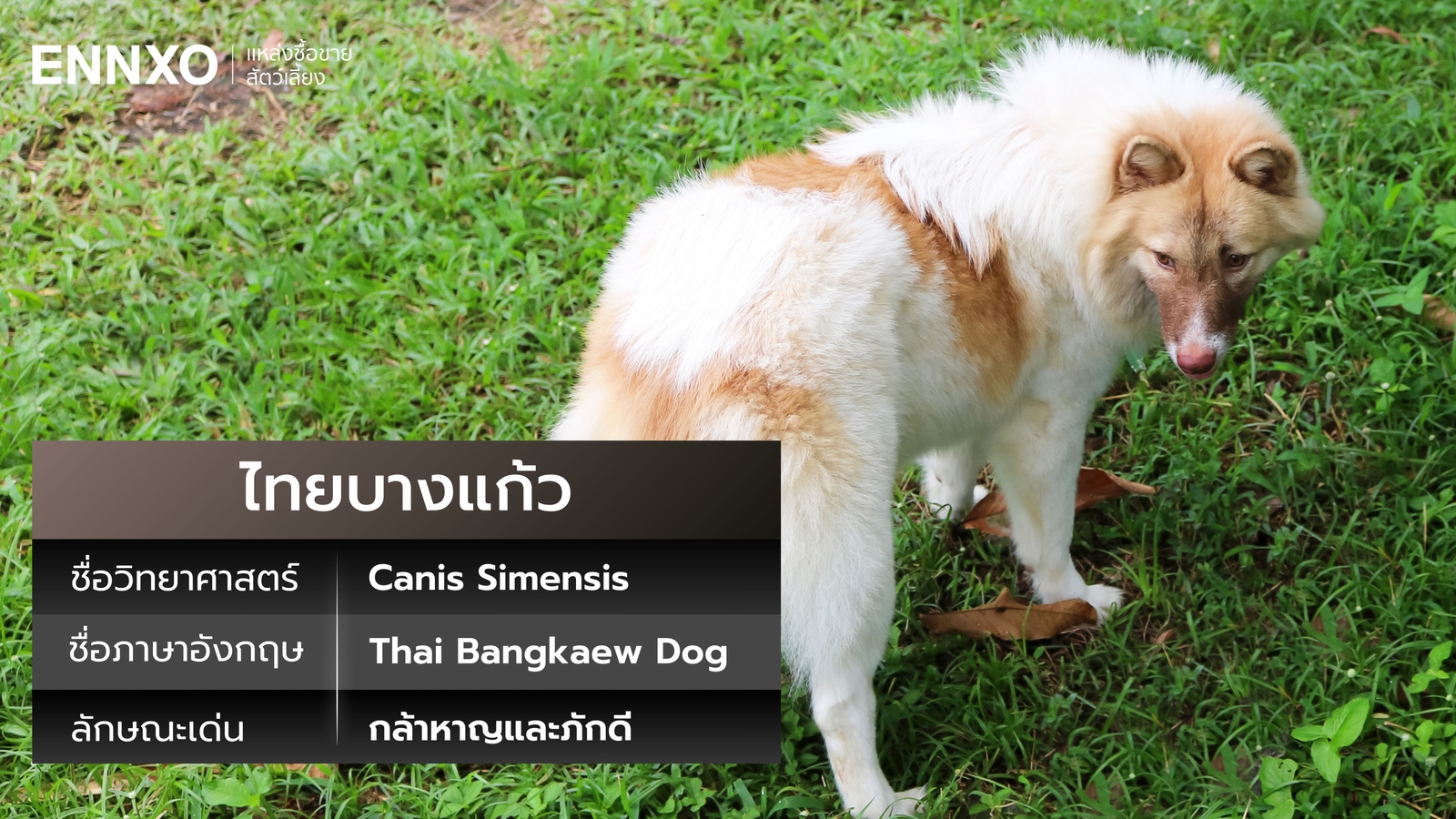 หมาไทยบางแก้ว ชื่อภาษาอังกฤษ