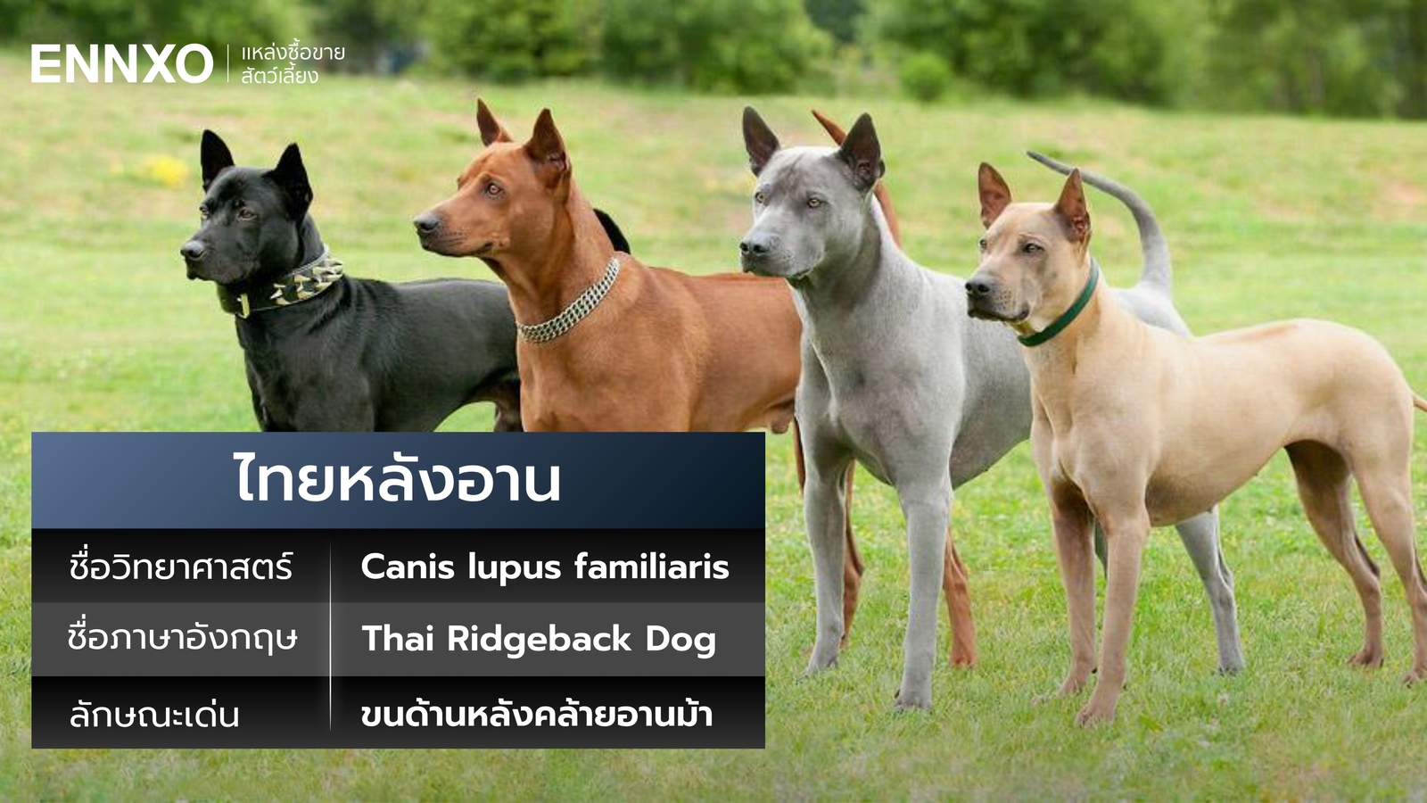 หมาไทยหลังอาน ภาษาอังกฤษ