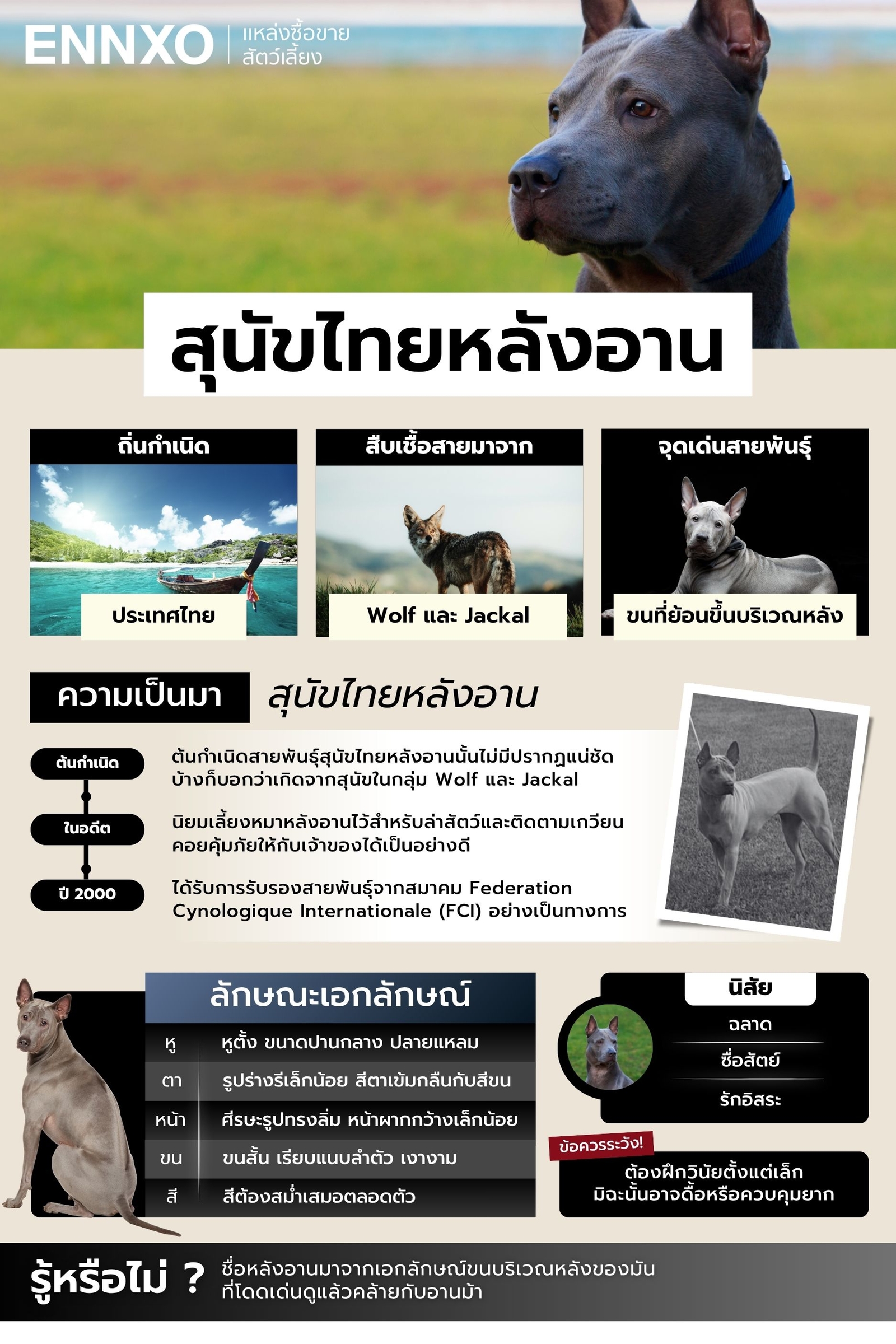 หมาไทยหลังอาน หมาพันธุ์ไทยมีที่มายังไง