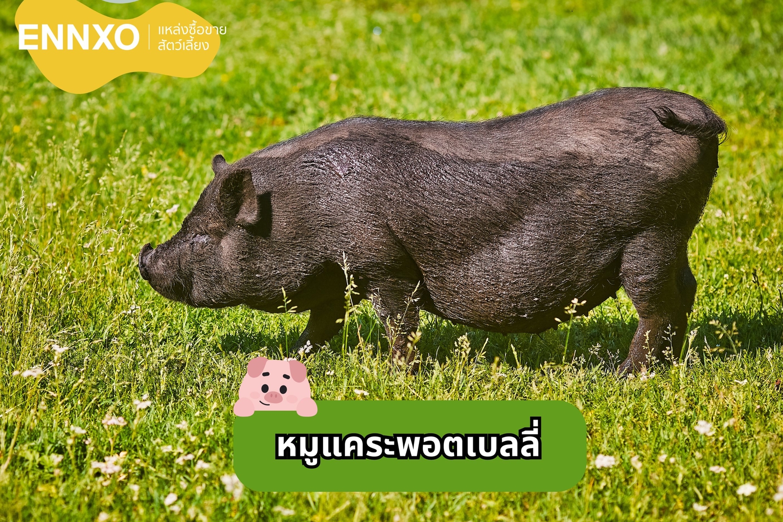 หมูแคระพอตเบลลี่ หรือ หมูแคระเวียดนาม หมูแคระยอดนิยม