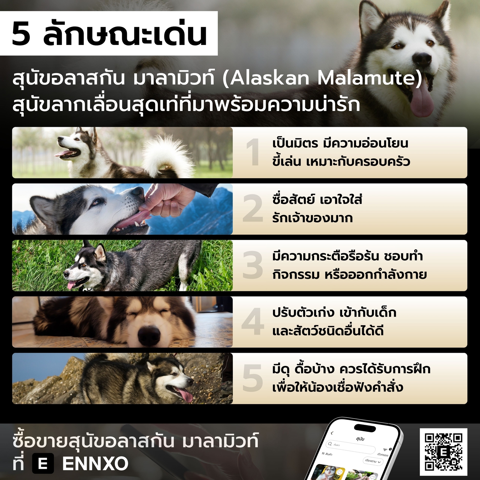 สุนัขอลาสกัน มาลามิวท์ นิสัย และลักษณะเด่น