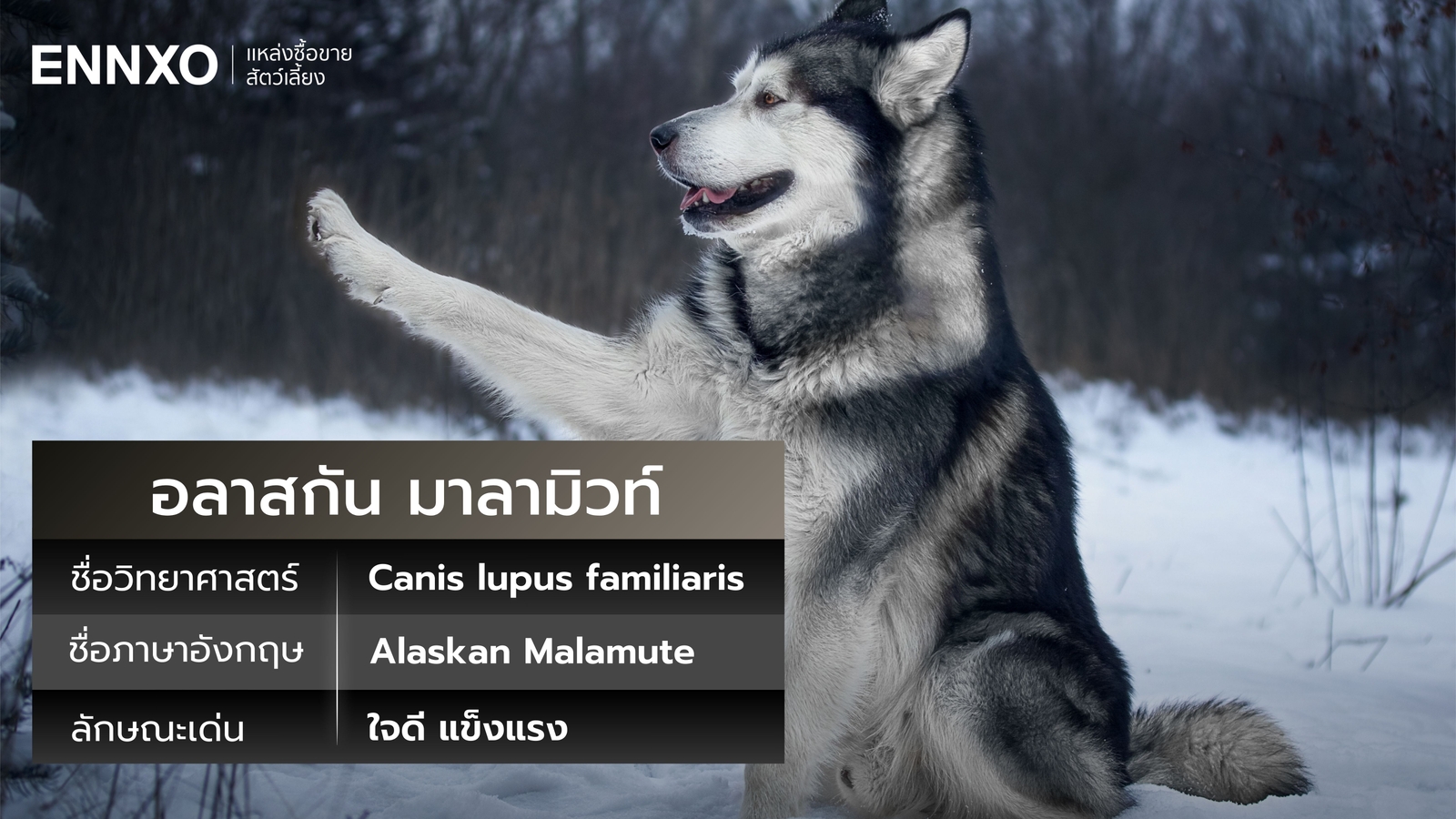 อลาสกัน มาลามิวท์ ภาษาอังกฤษ ชื่อวิทยาศาสตร์