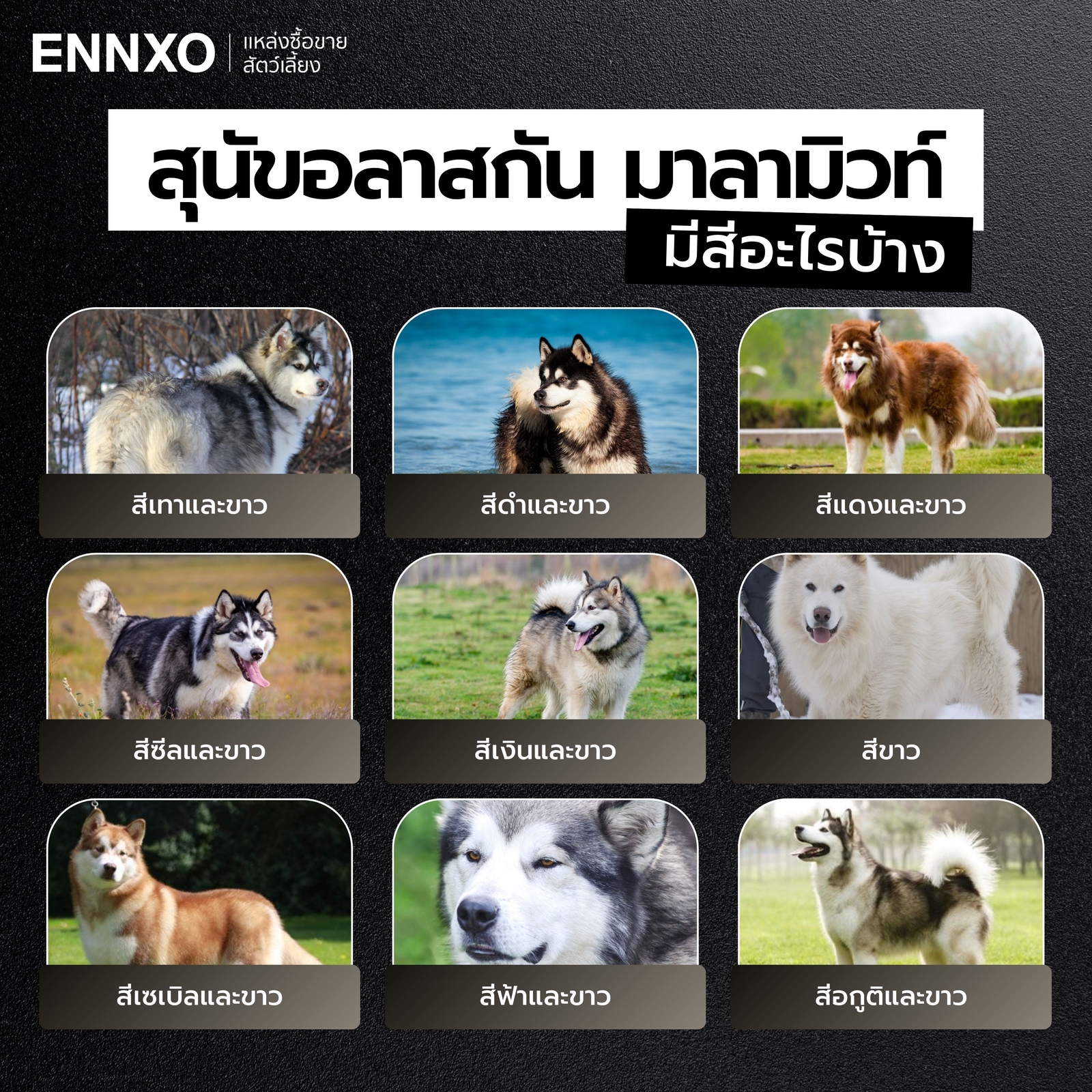 อลาสกัน มาลามิวท์ มีทั้งหมดกี่สี