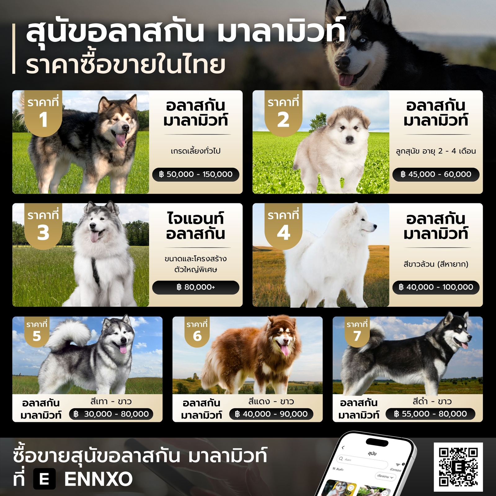 สุนัขอลาสกัน มาลามิวท์ ราคาเท่าไหร่