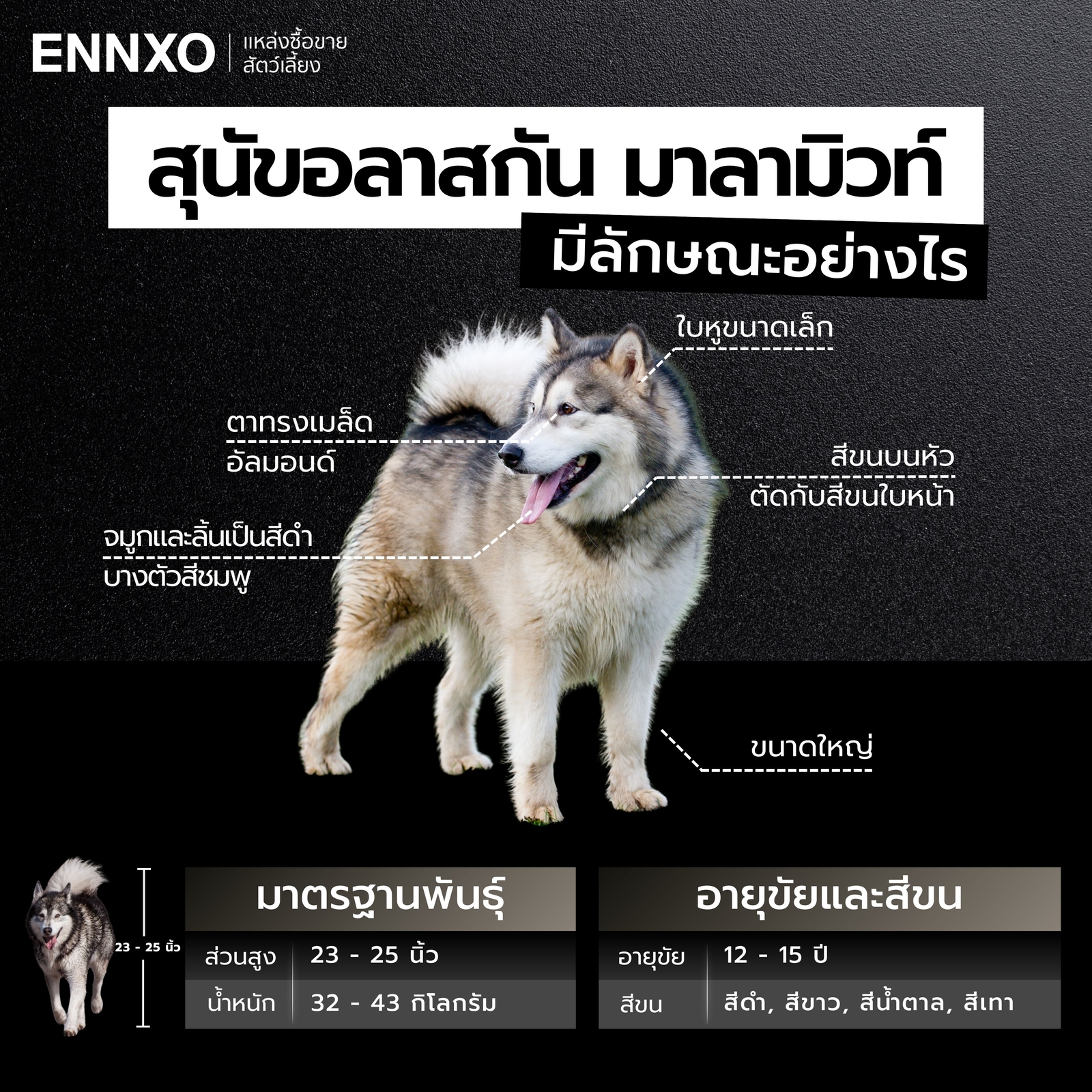 อลาสกัน มาลามิวท์ แท้ดูยังไง