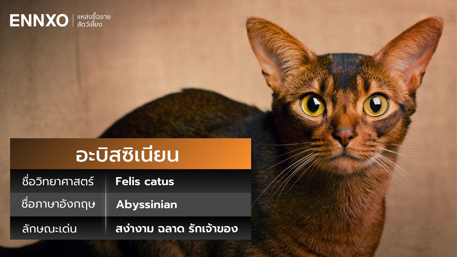 แมวอะบิสซิเนียน ภาษาอังกฤษ