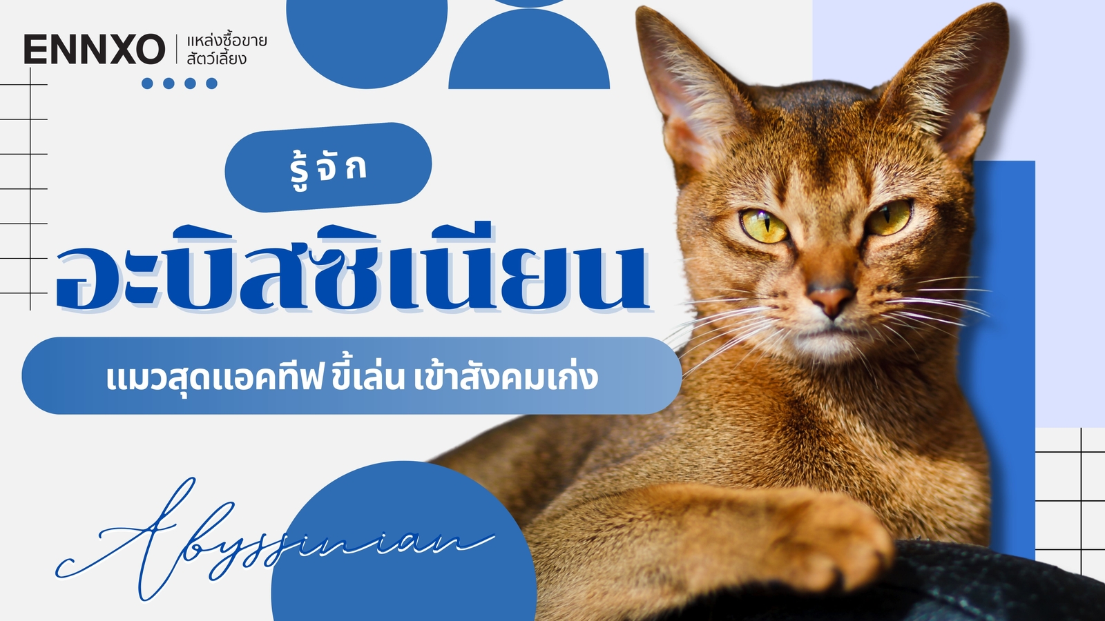 หลงรักอะบิสซิเนียน (Abyssinian) แมวนิสัยขี้เล่น พร้อมวิธีเลี้ยง