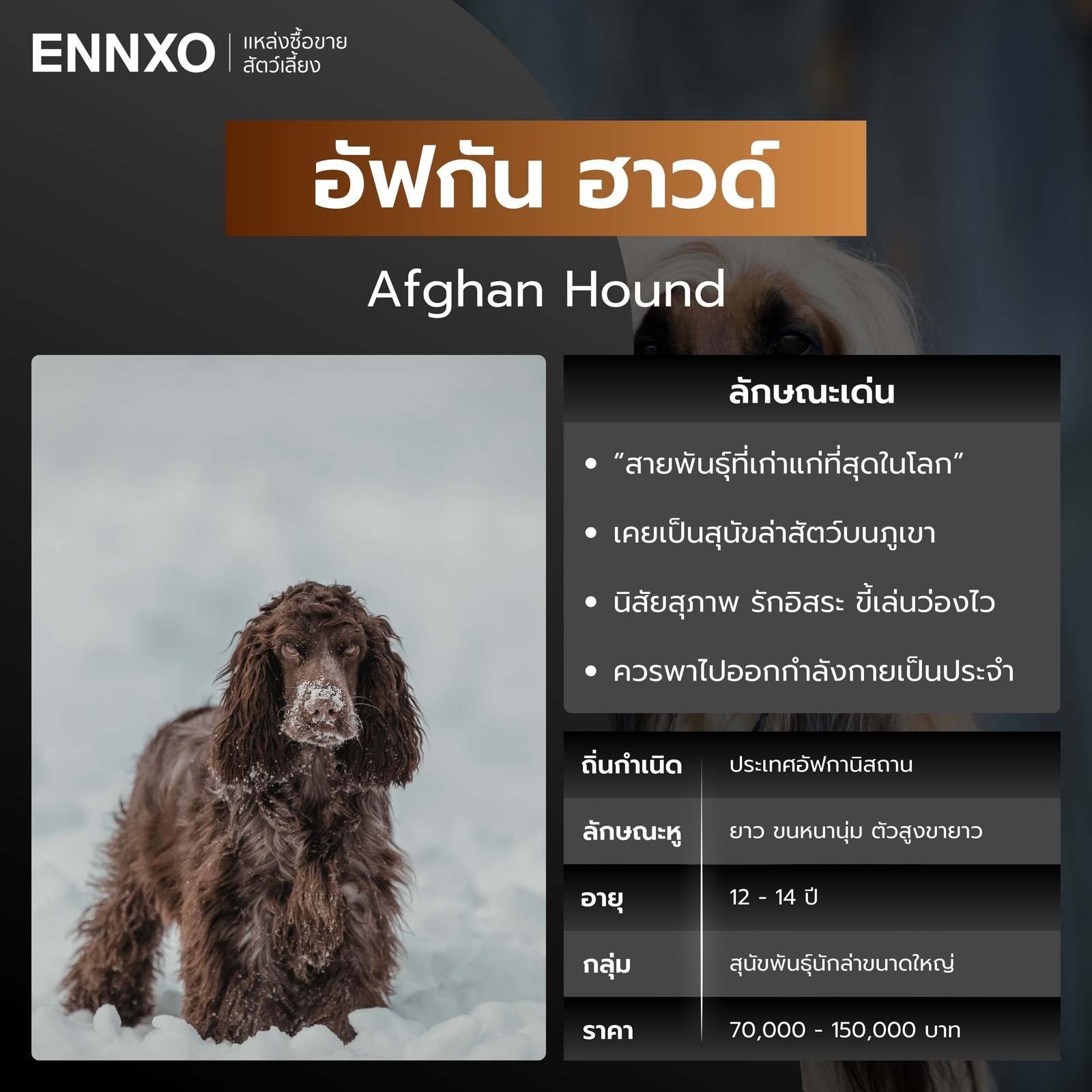 อัฟกัน ฮาวด์ สุนัขพันธุ์หูยาว