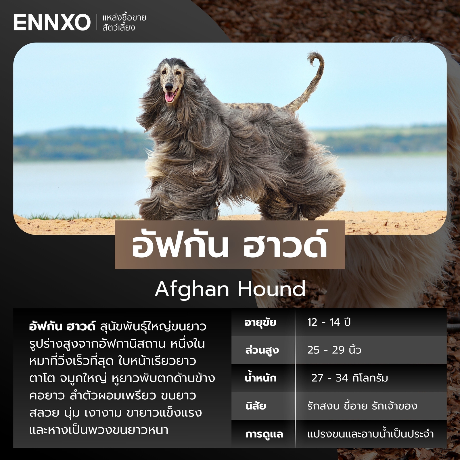 สุนัขอัฟกัน ฮาวด์ สุนัขพันธุ์ใหญ่ขนยาว