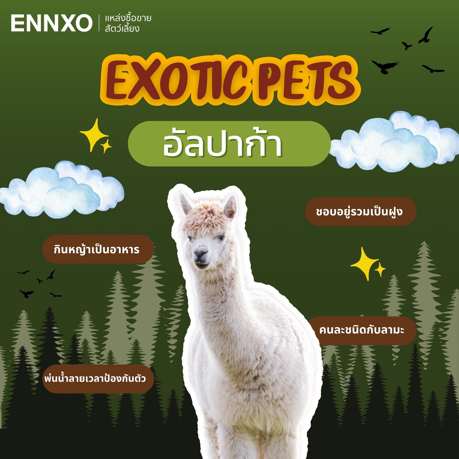 อัลปาก้า Alpaca เลี้ยงได้ น่ารัก